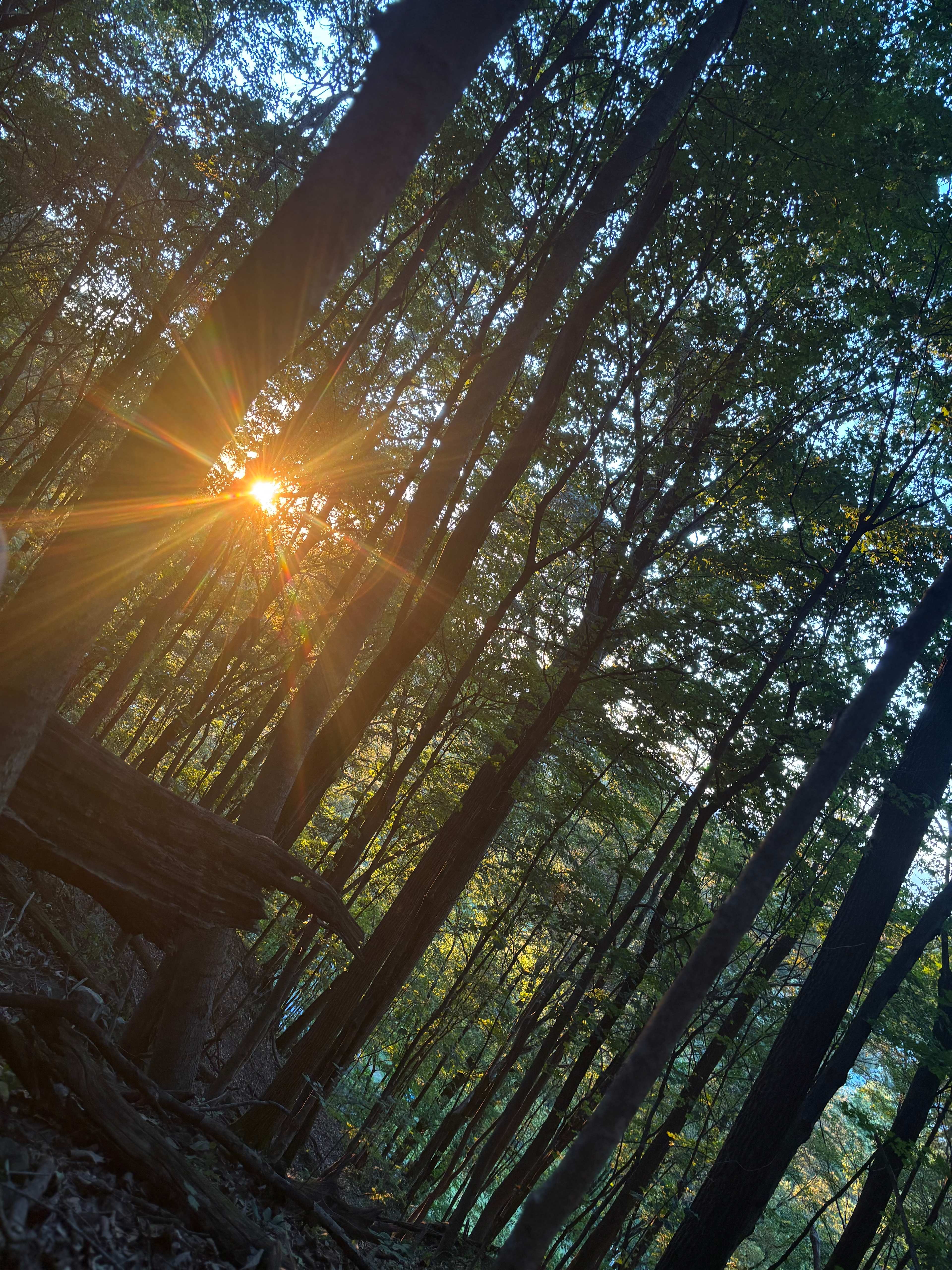 Solace Cabinette/Paix Cabinette