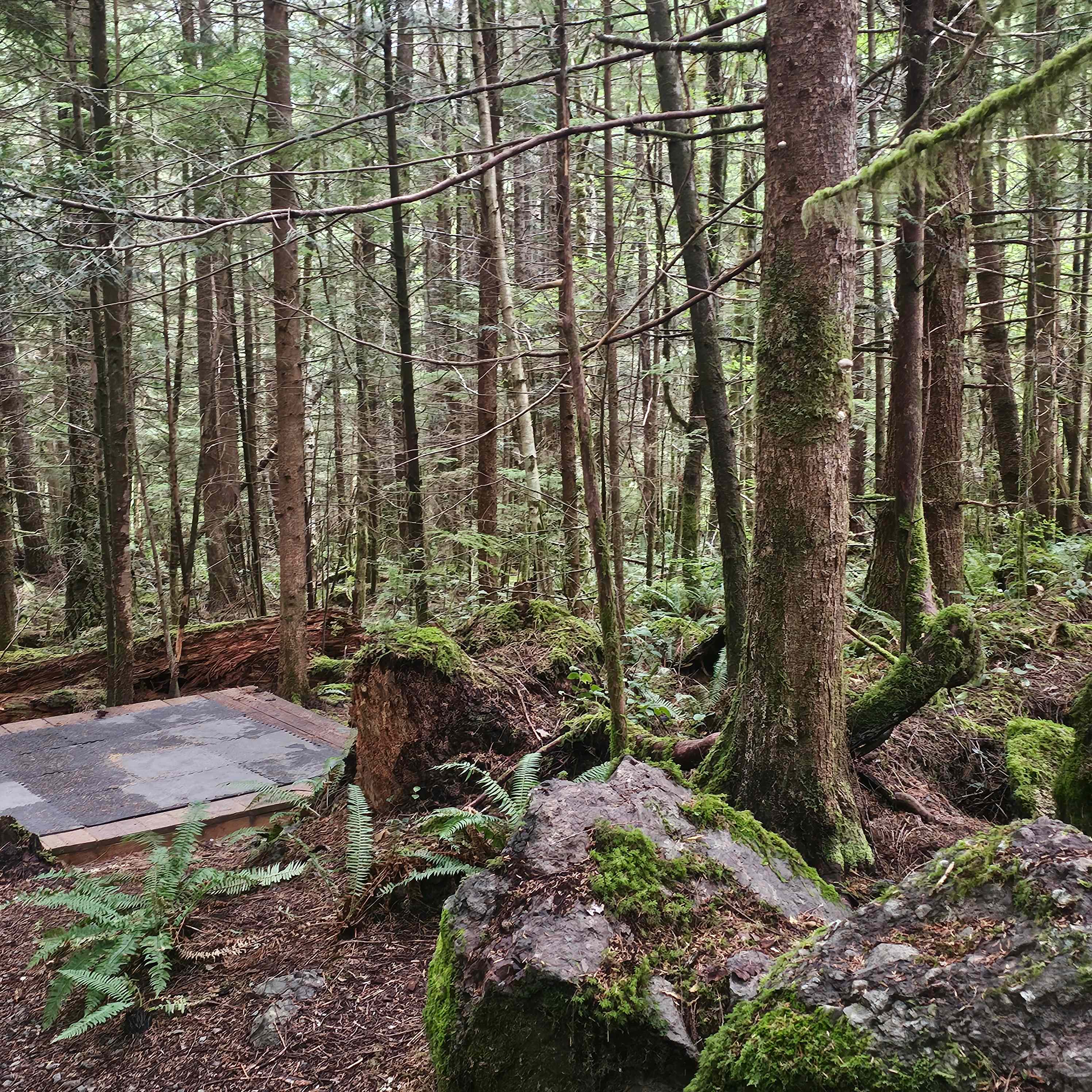 sol duc rainforest retreat