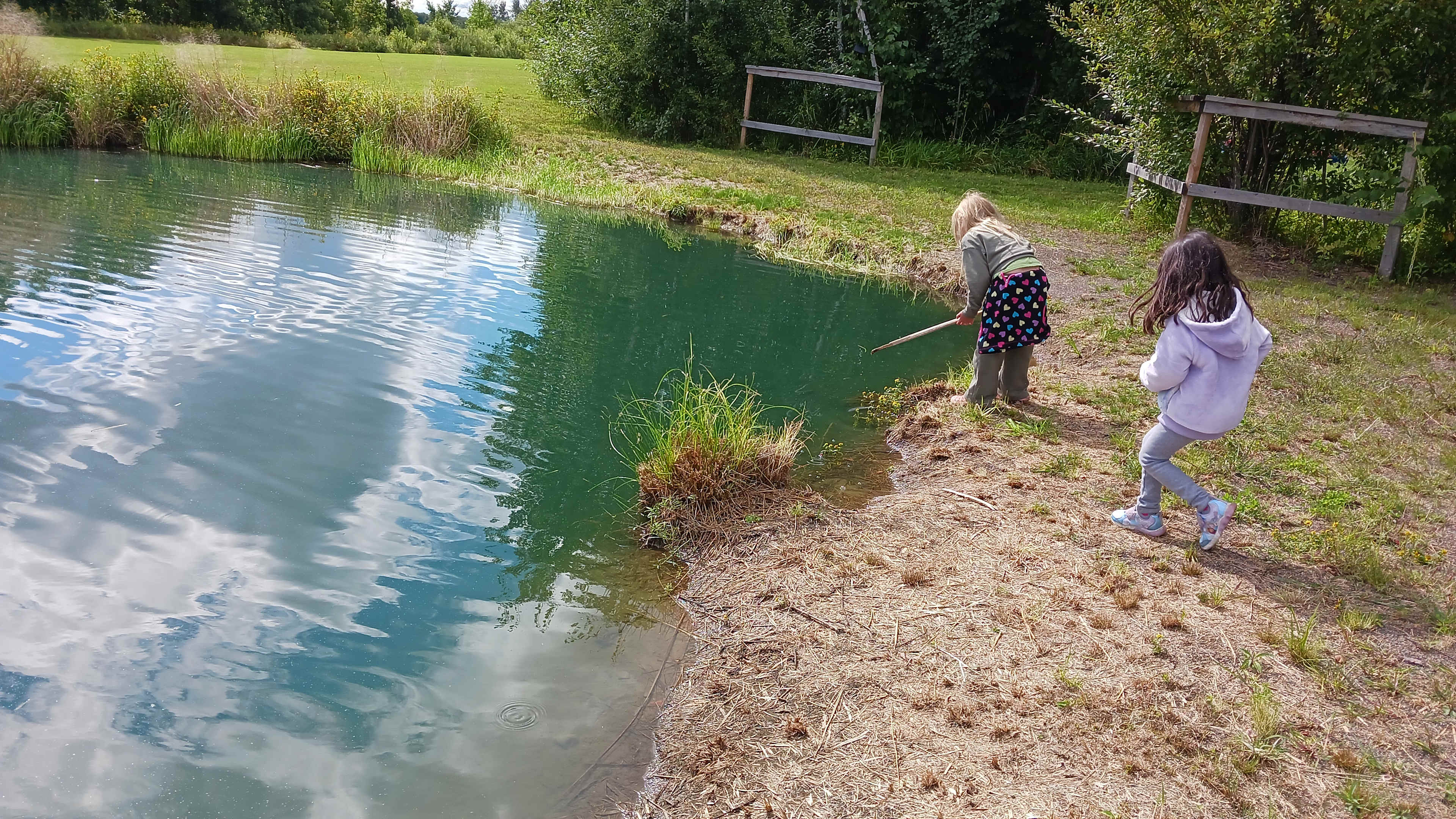 Finding frogs in the pond
