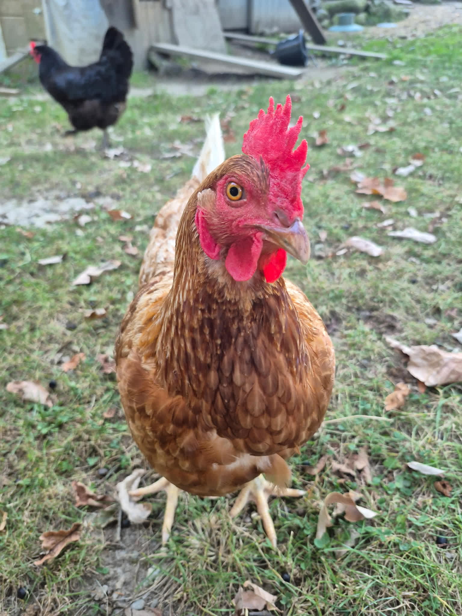 Goat Farm Hide-Away CVNP