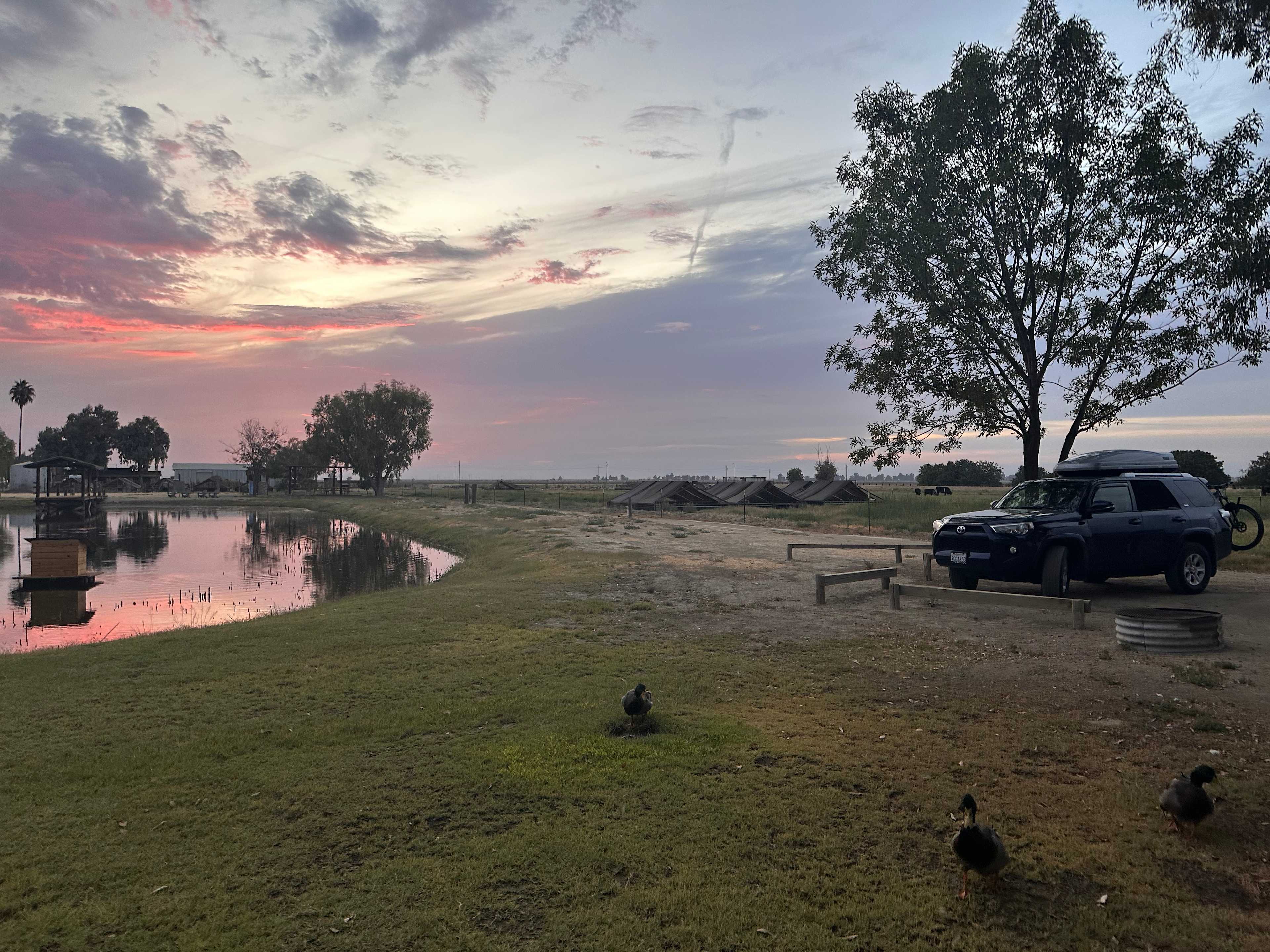 Bakersfield Farm Animals & Pond