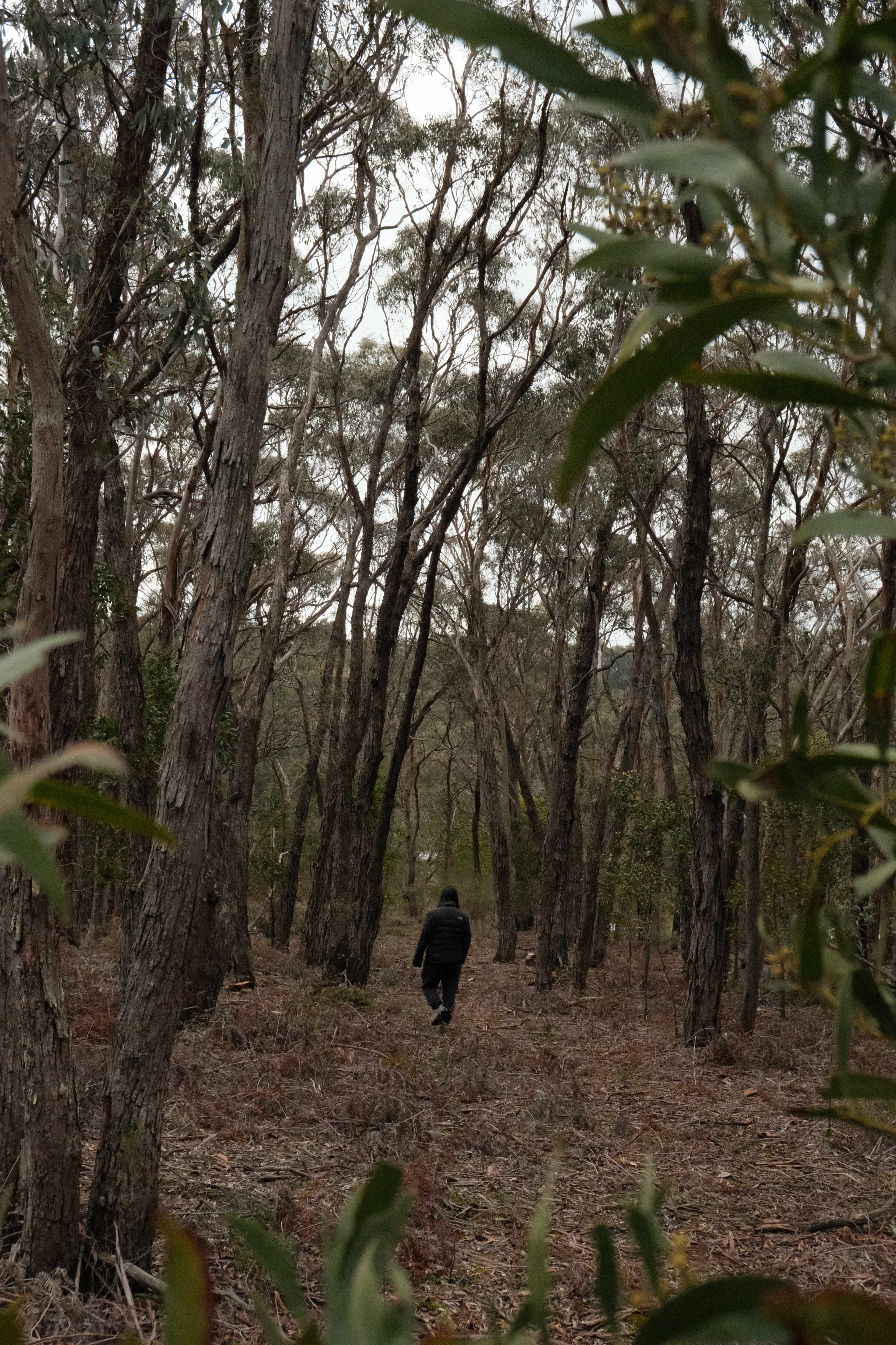 Penzance Bushland Retreat