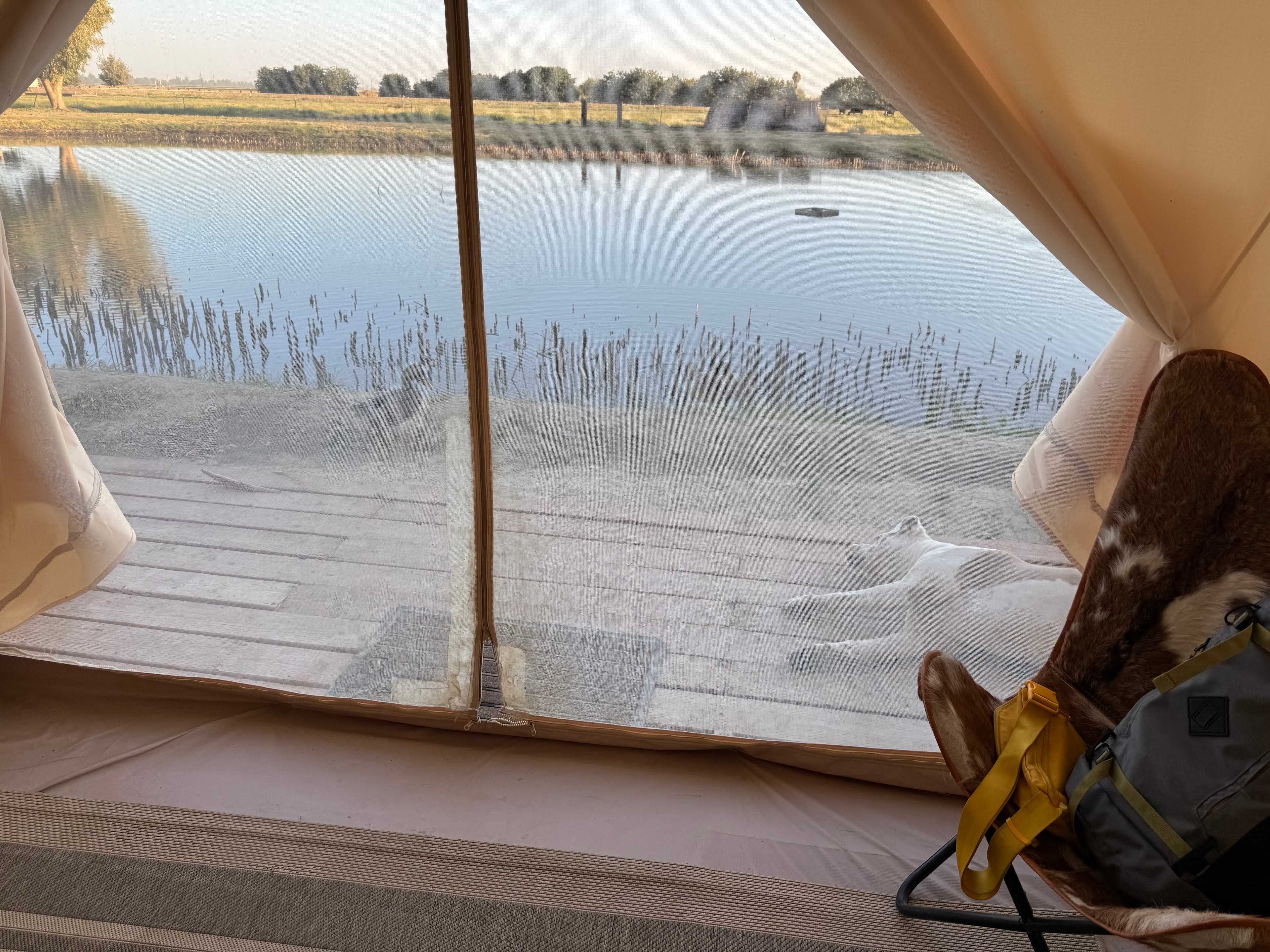 Bakersfield Farm Animals & Pond