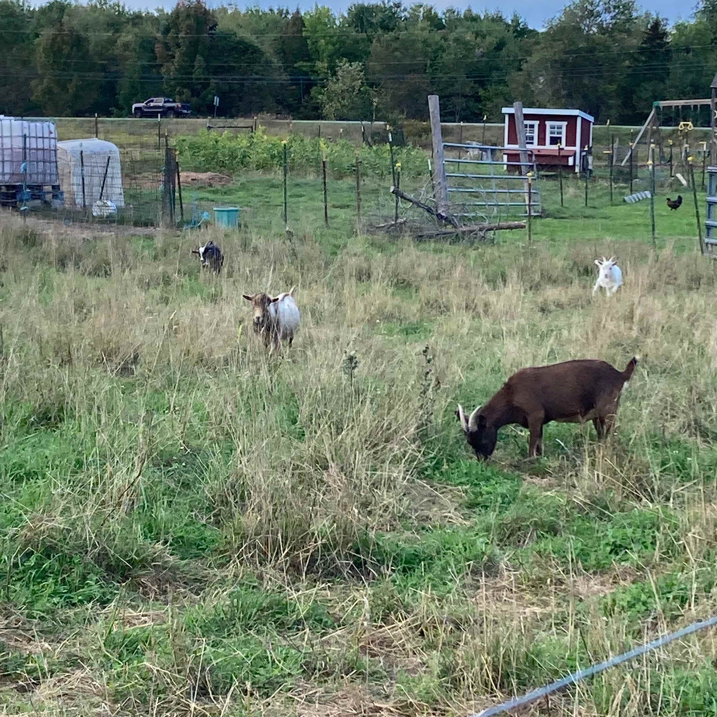 Howling Goat Farm and Grange