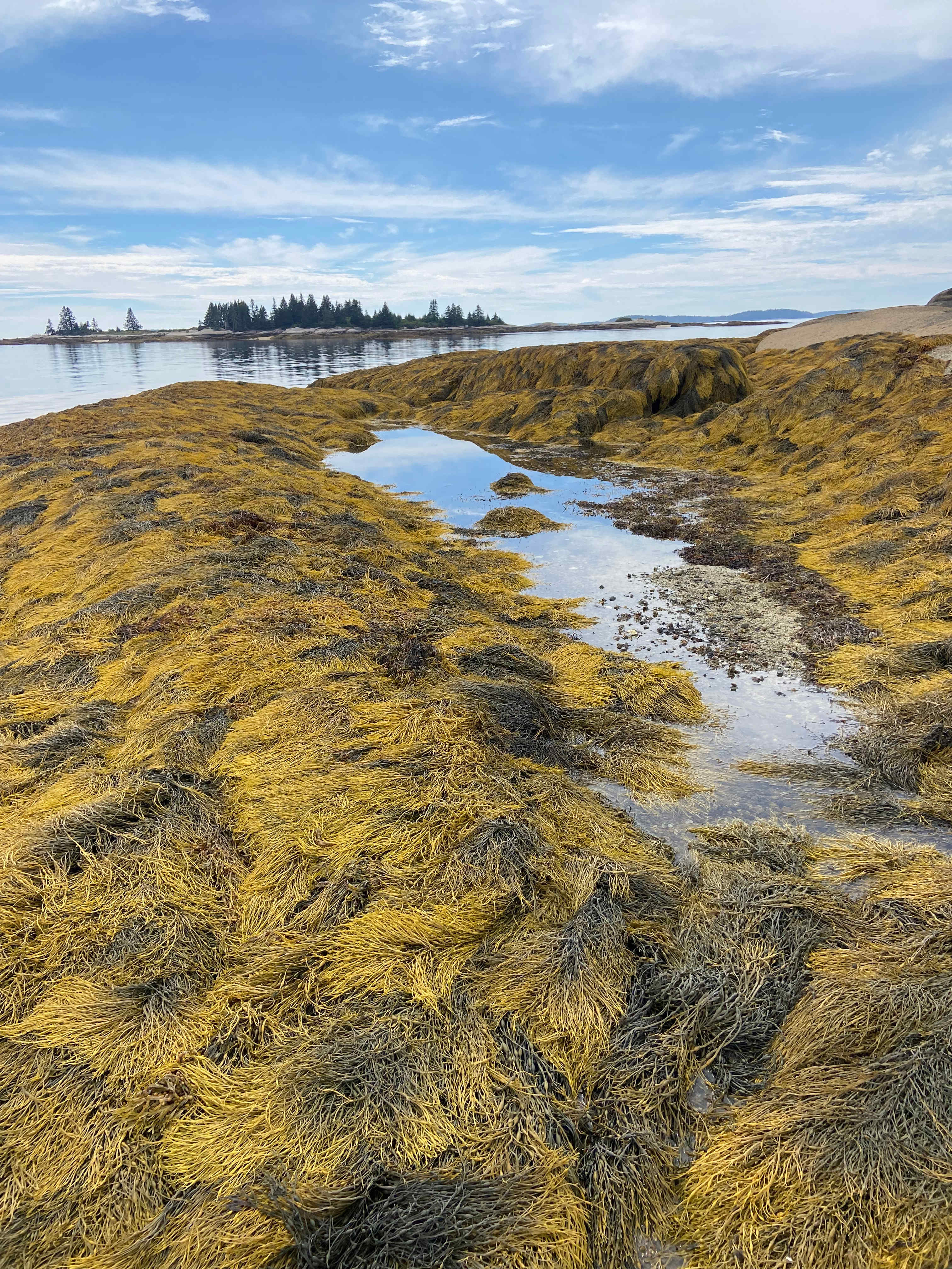 Four Acre Woods Campground