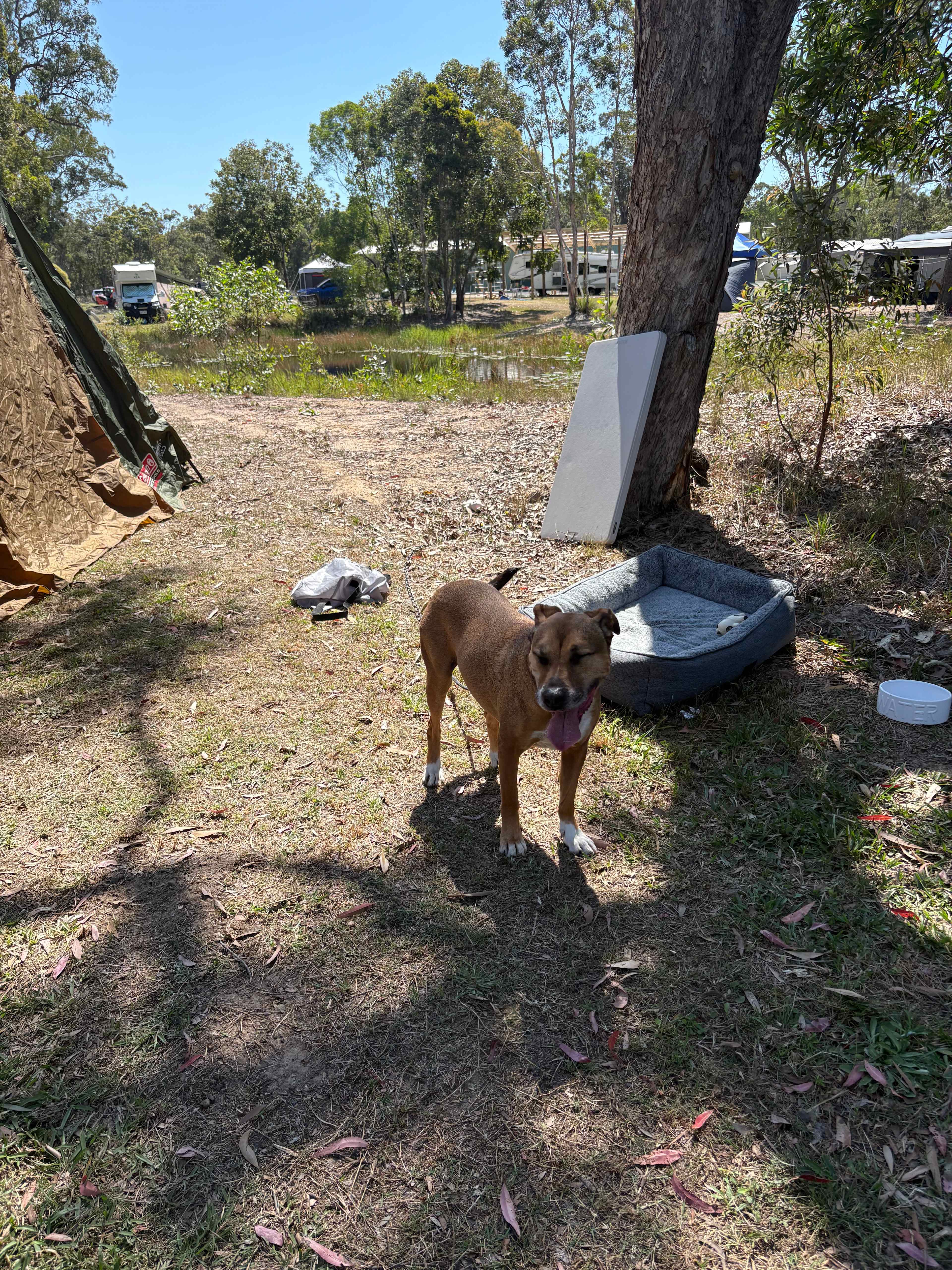 Pretty sure he heard chickens