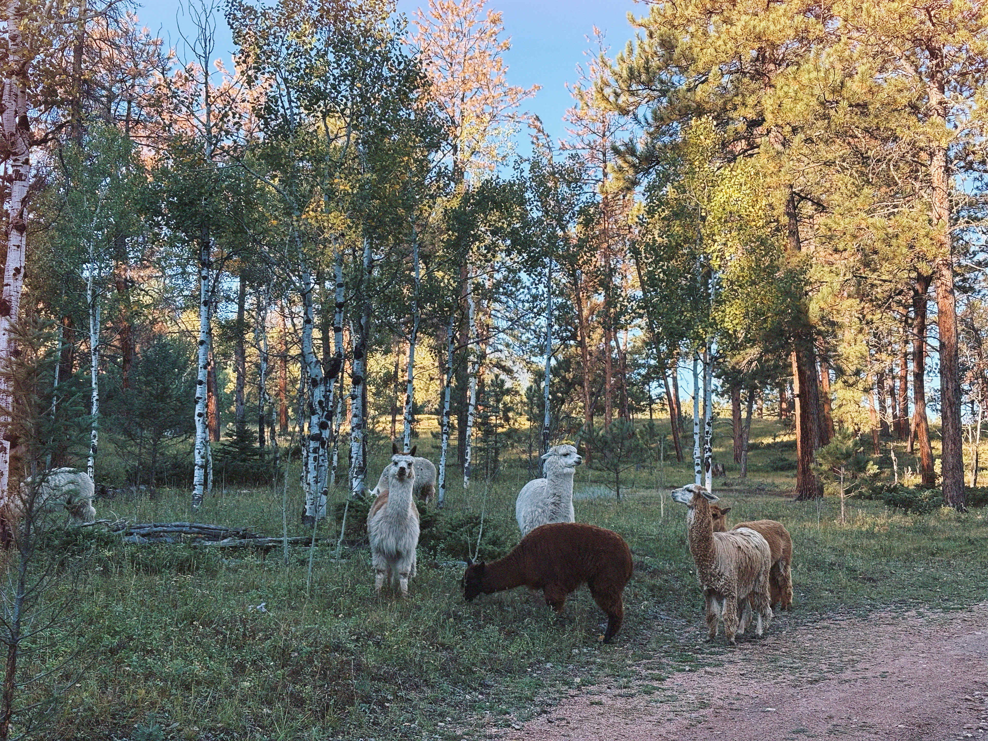 Rustic Creek Ranch