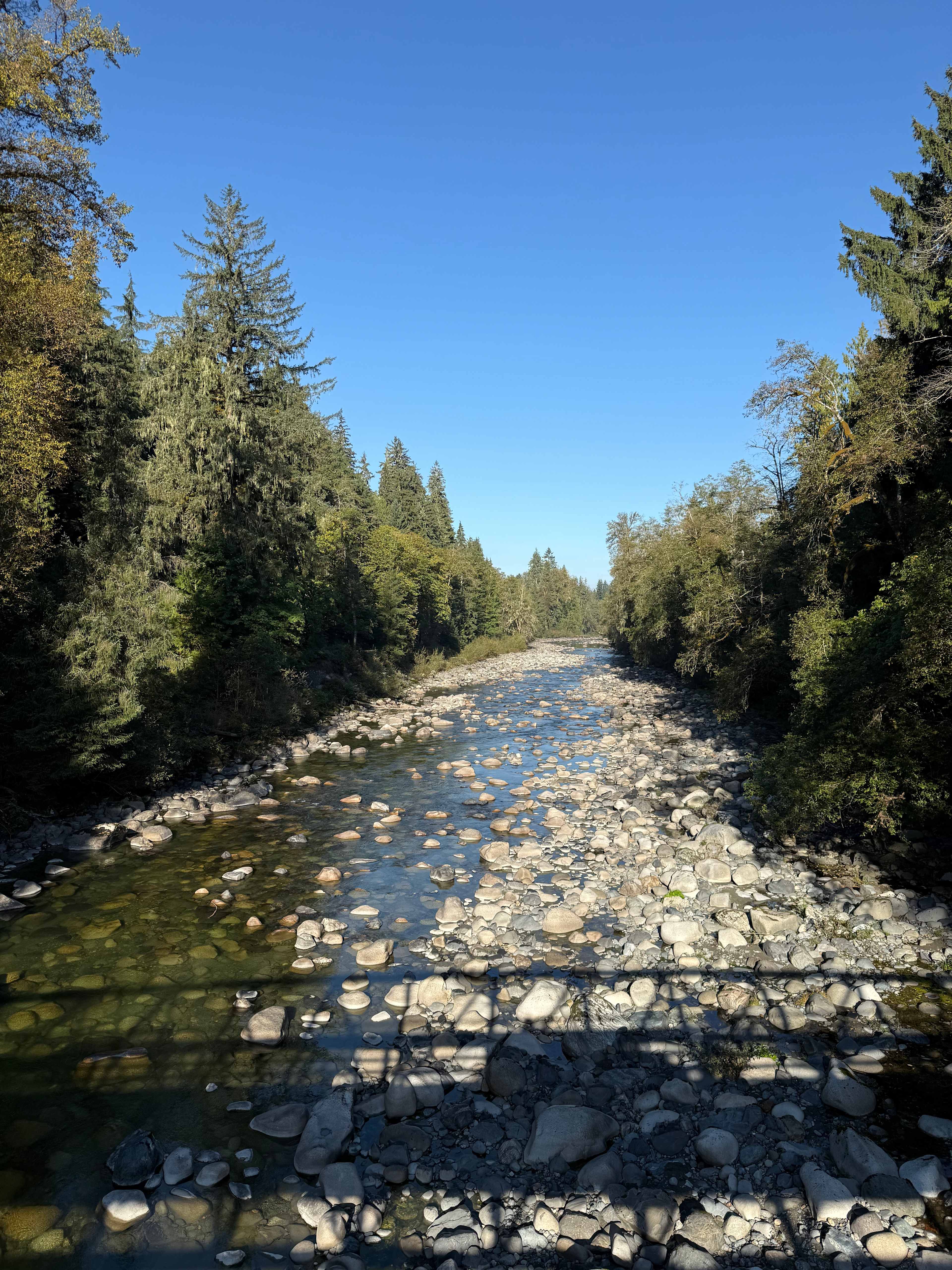 Electric Blue Lady's Land'