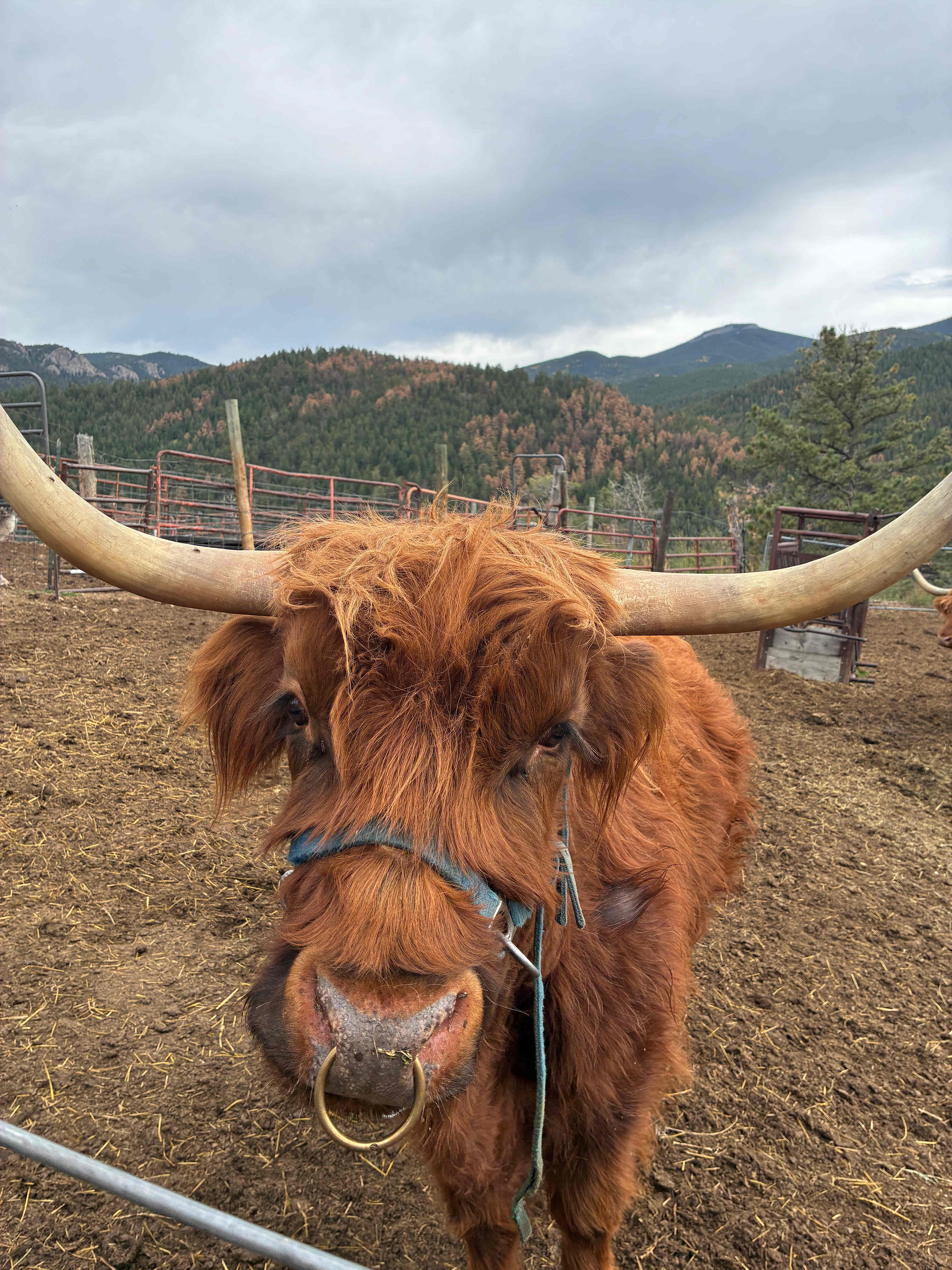 Laughing Valley Retreat