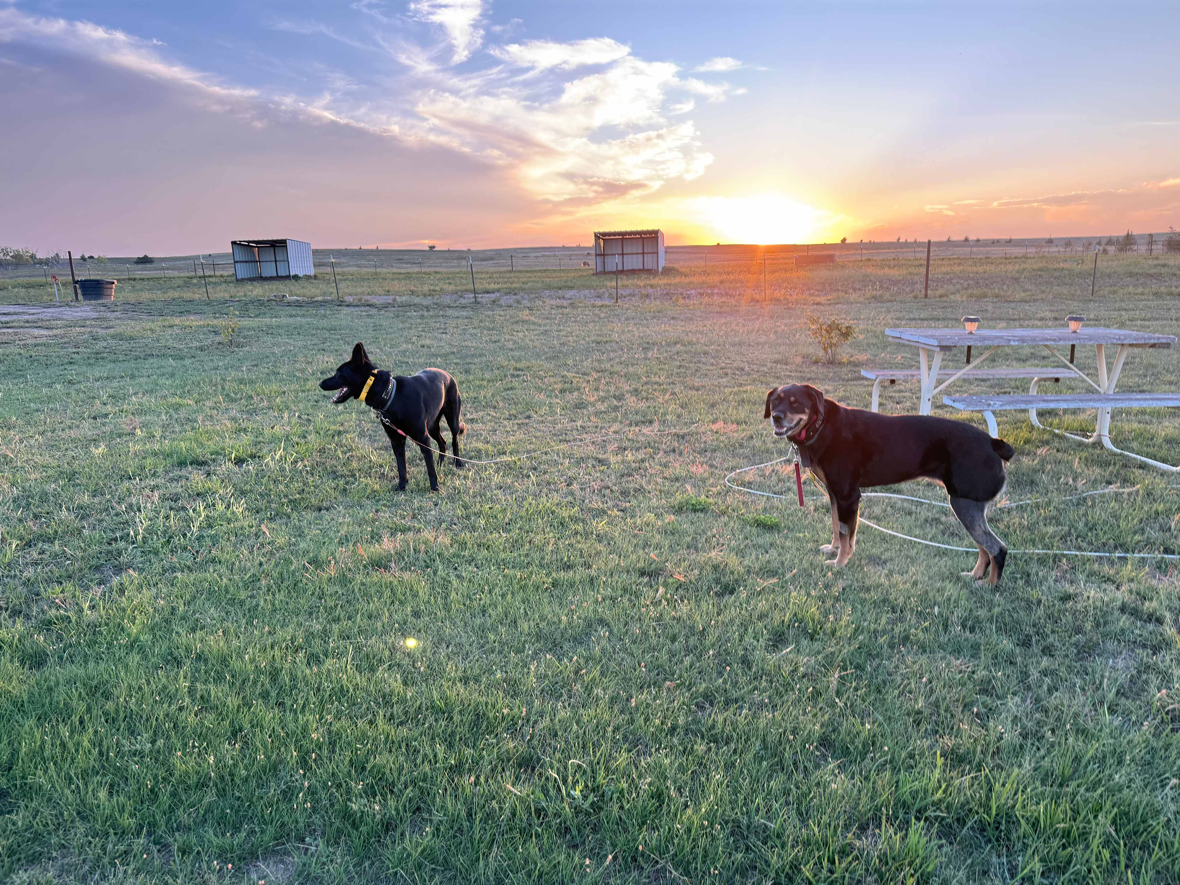 Branded 5 Stable & Kennel LLC