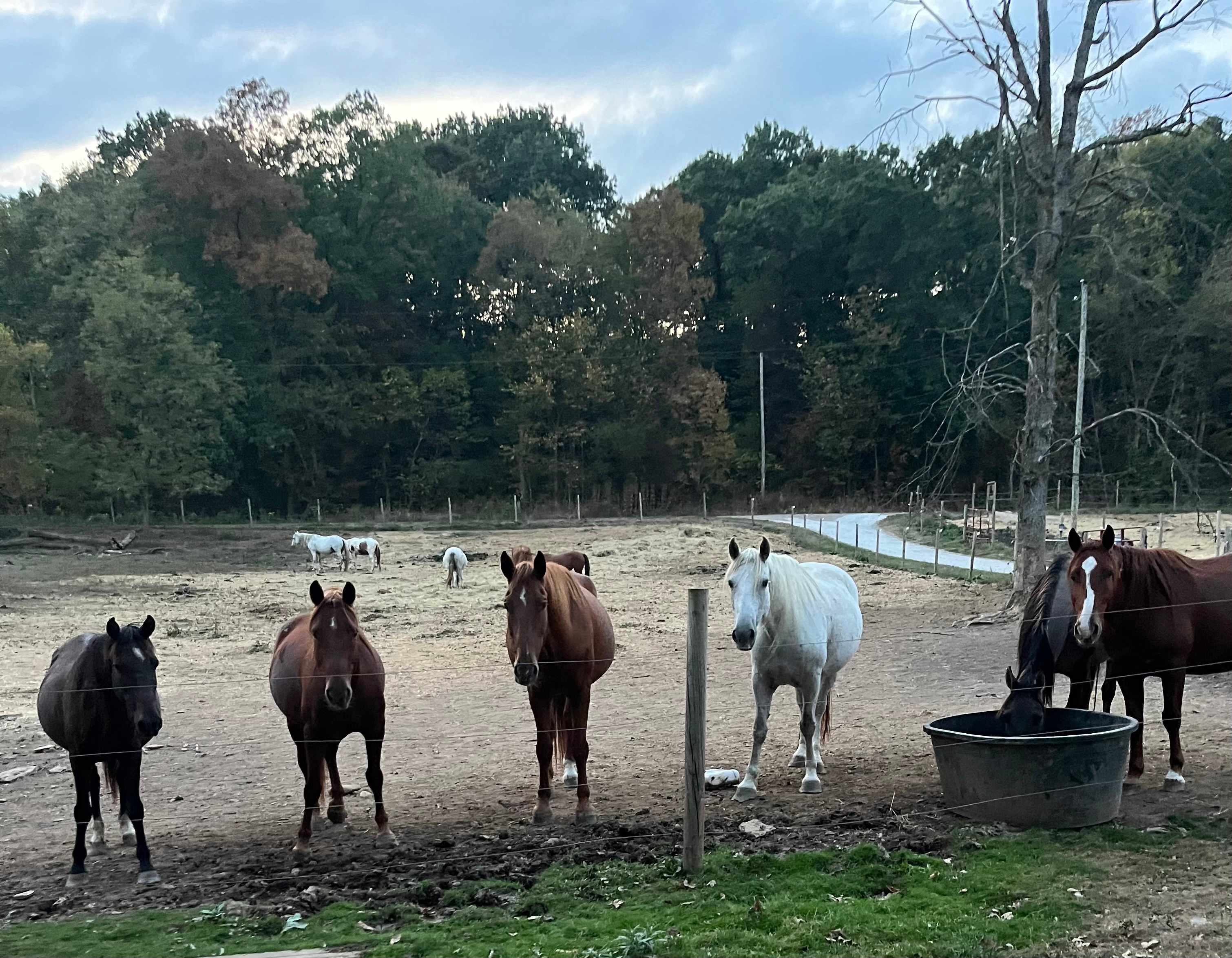 DLR Mustang Ranch
