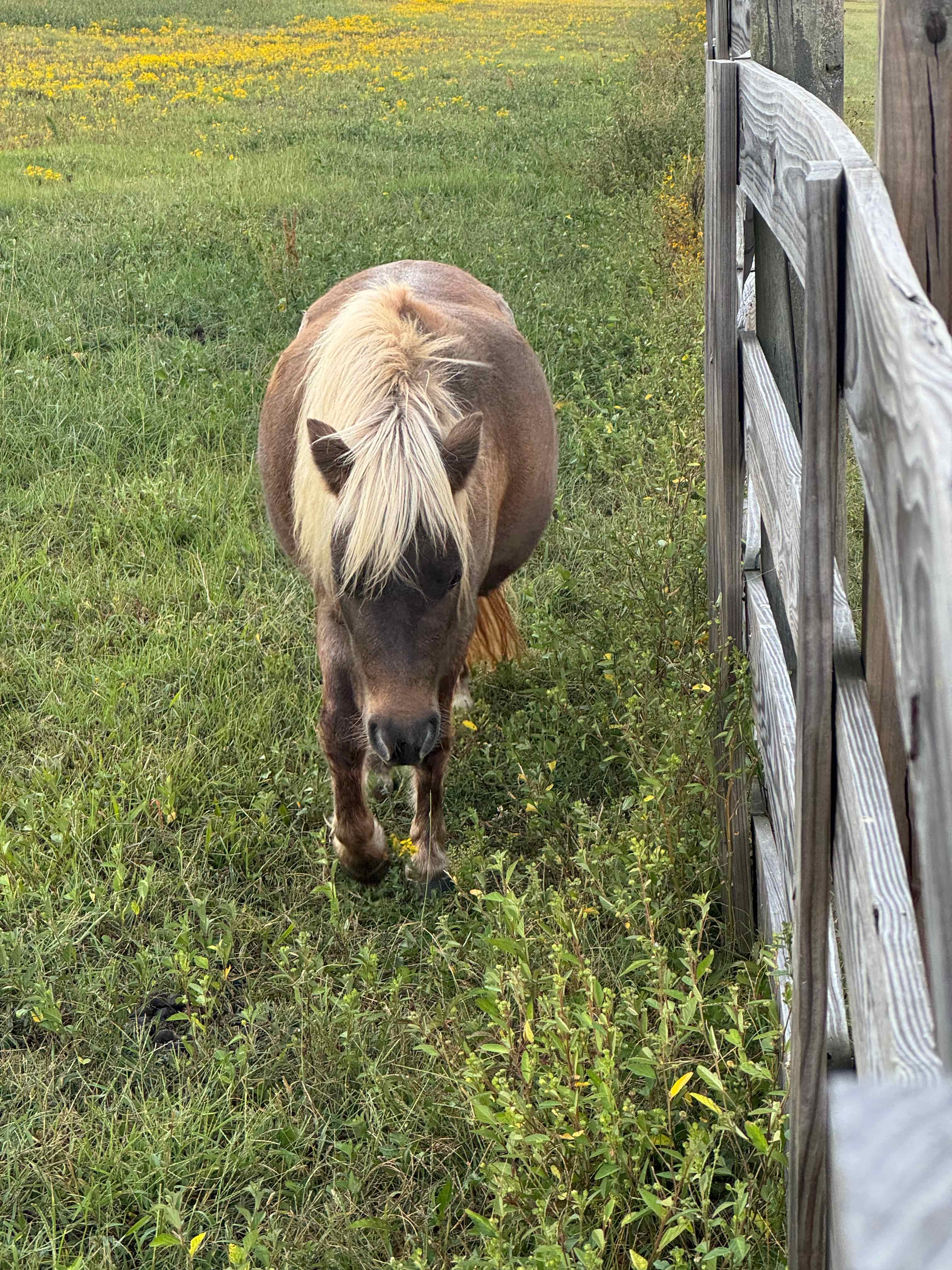 Liberty Stables Private Escape