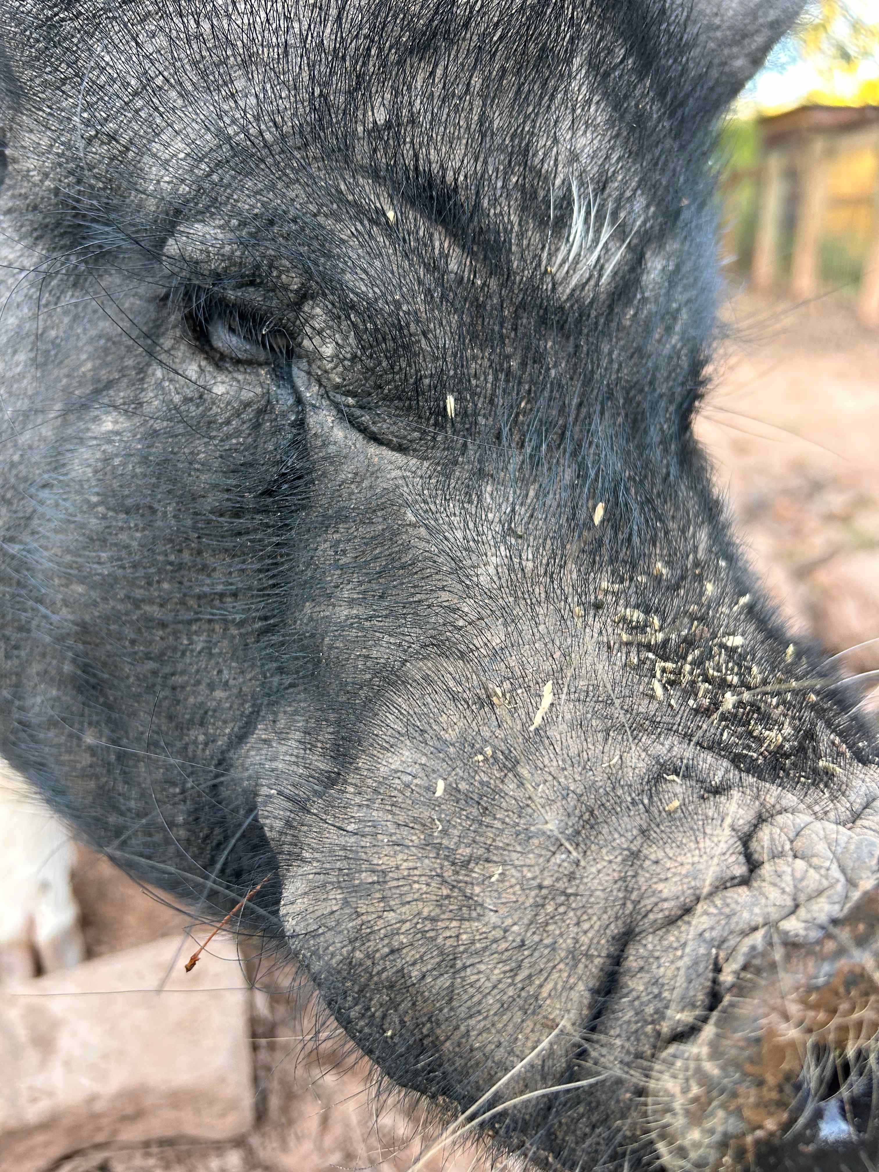 Fluffy Butt Rescue Animal Sanctuary