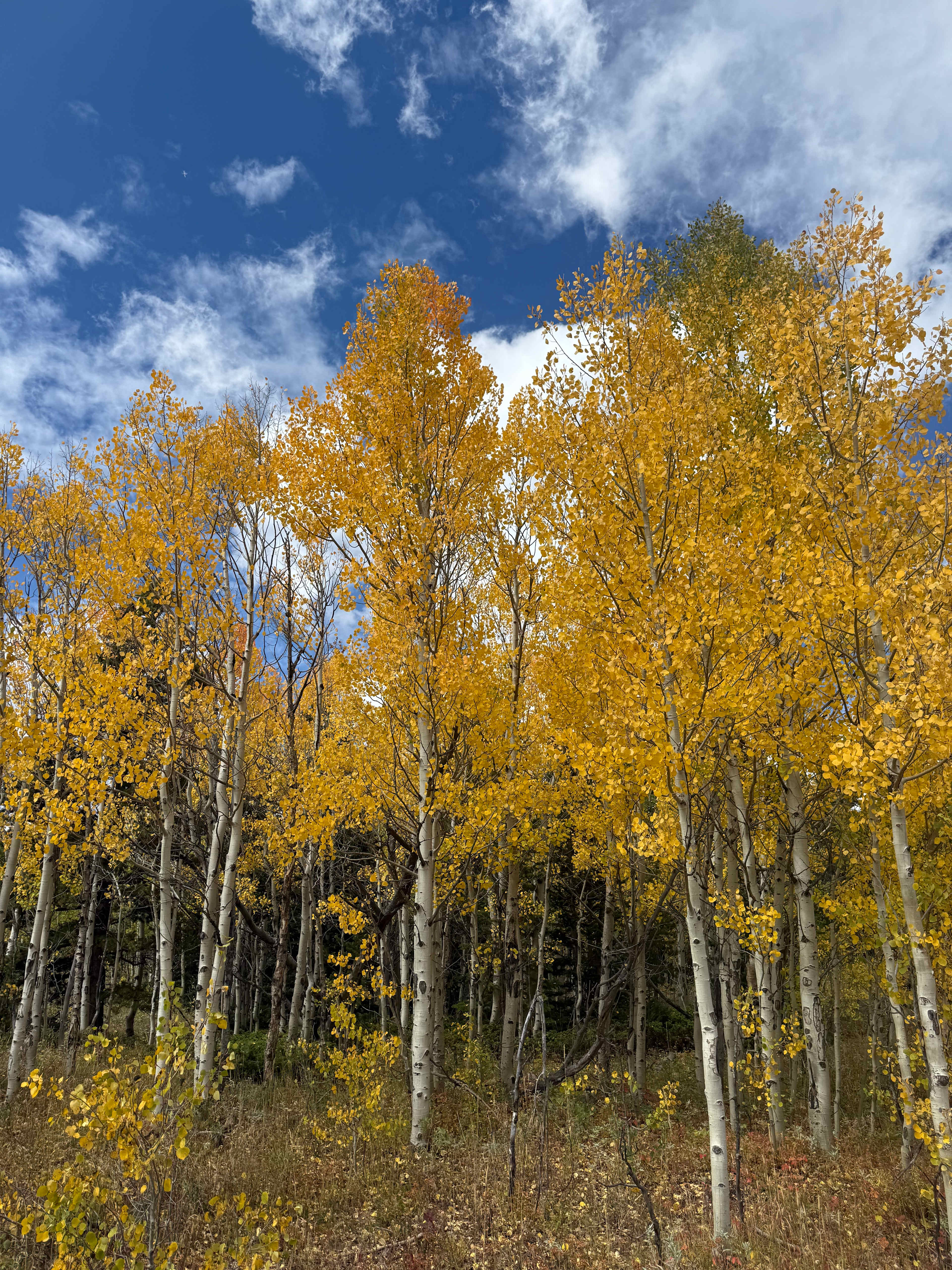 Neverland Camp Wilder