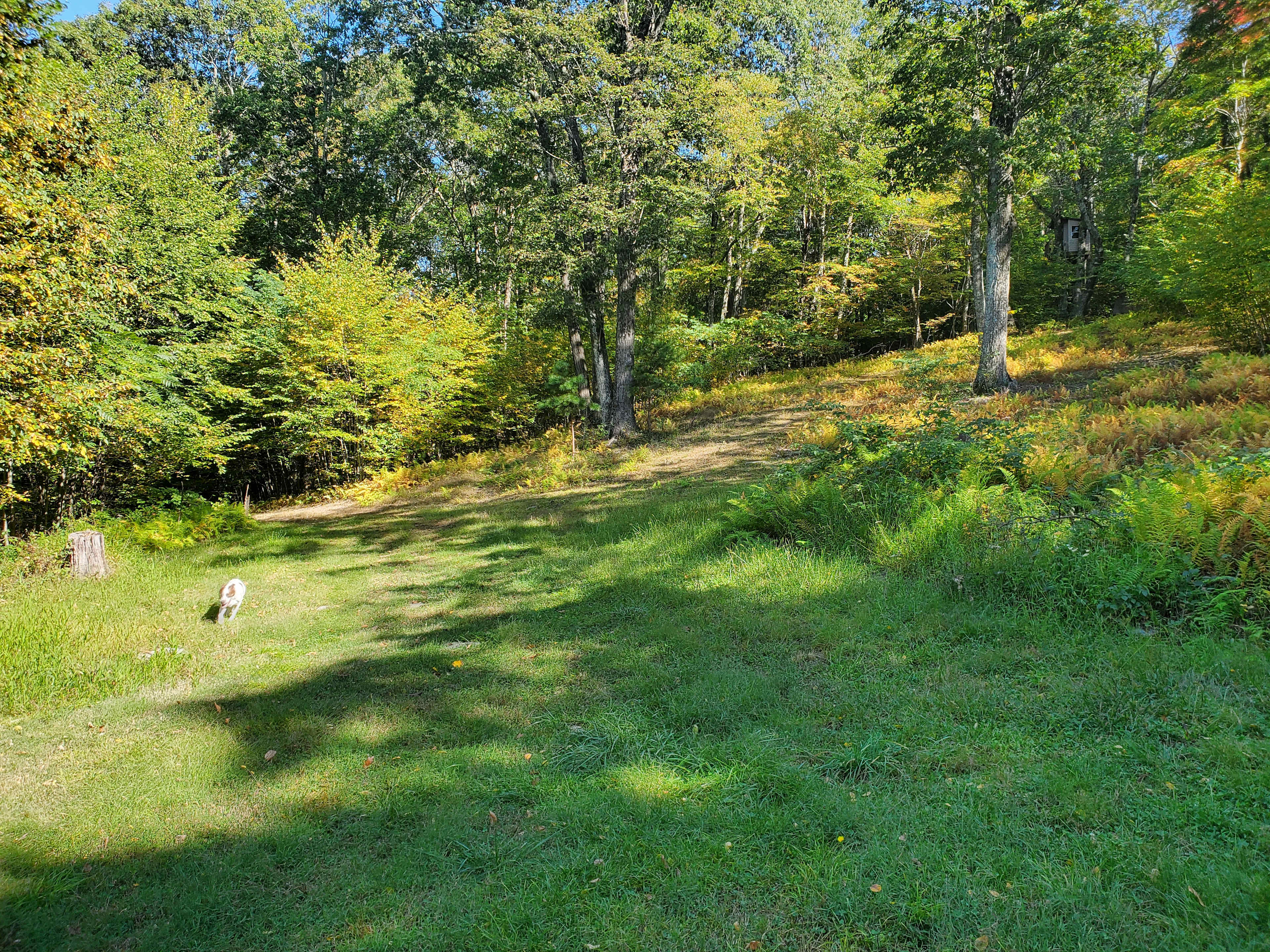 Shenandoah NP Mtn Field