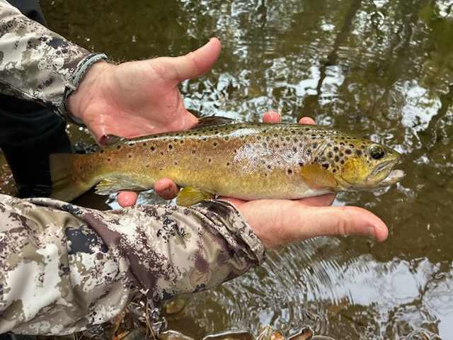 This is from that stream. It measured 14.75 inches with the proof ball.  Shhhhh don't tell anyone that's in there