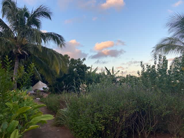 Tents secluded behind plants