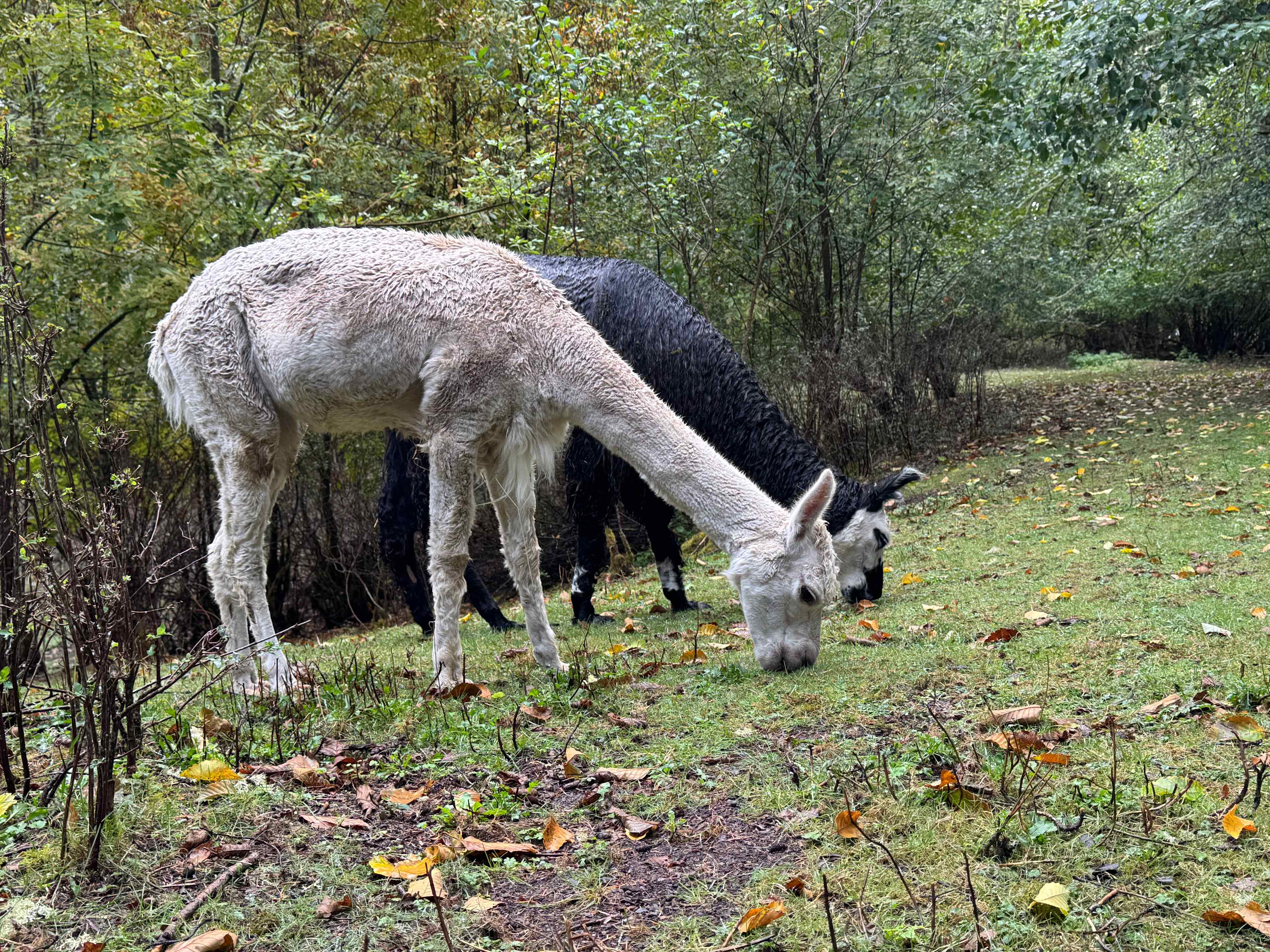 Alpacas 