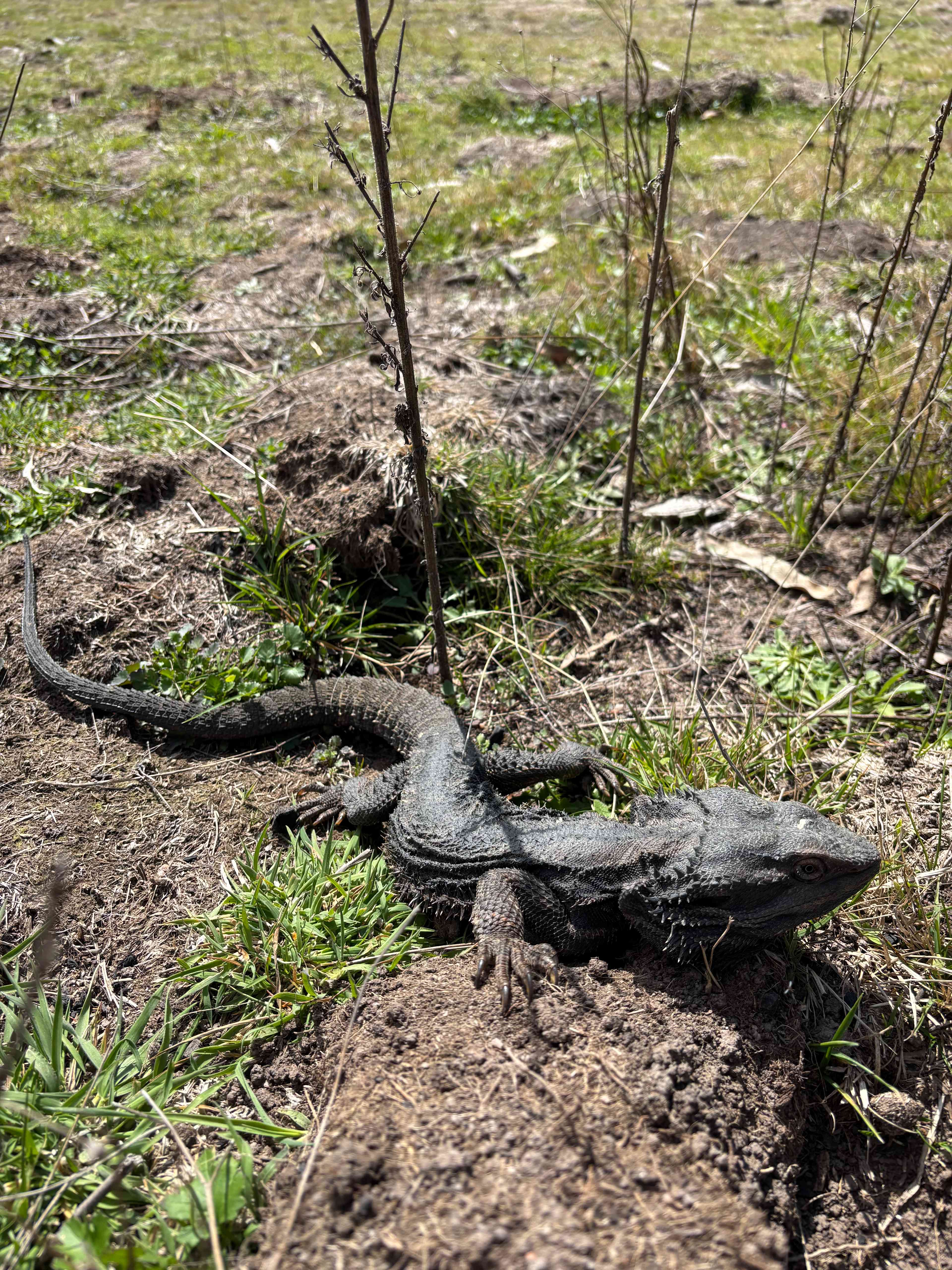 The Wollemi Art Farm