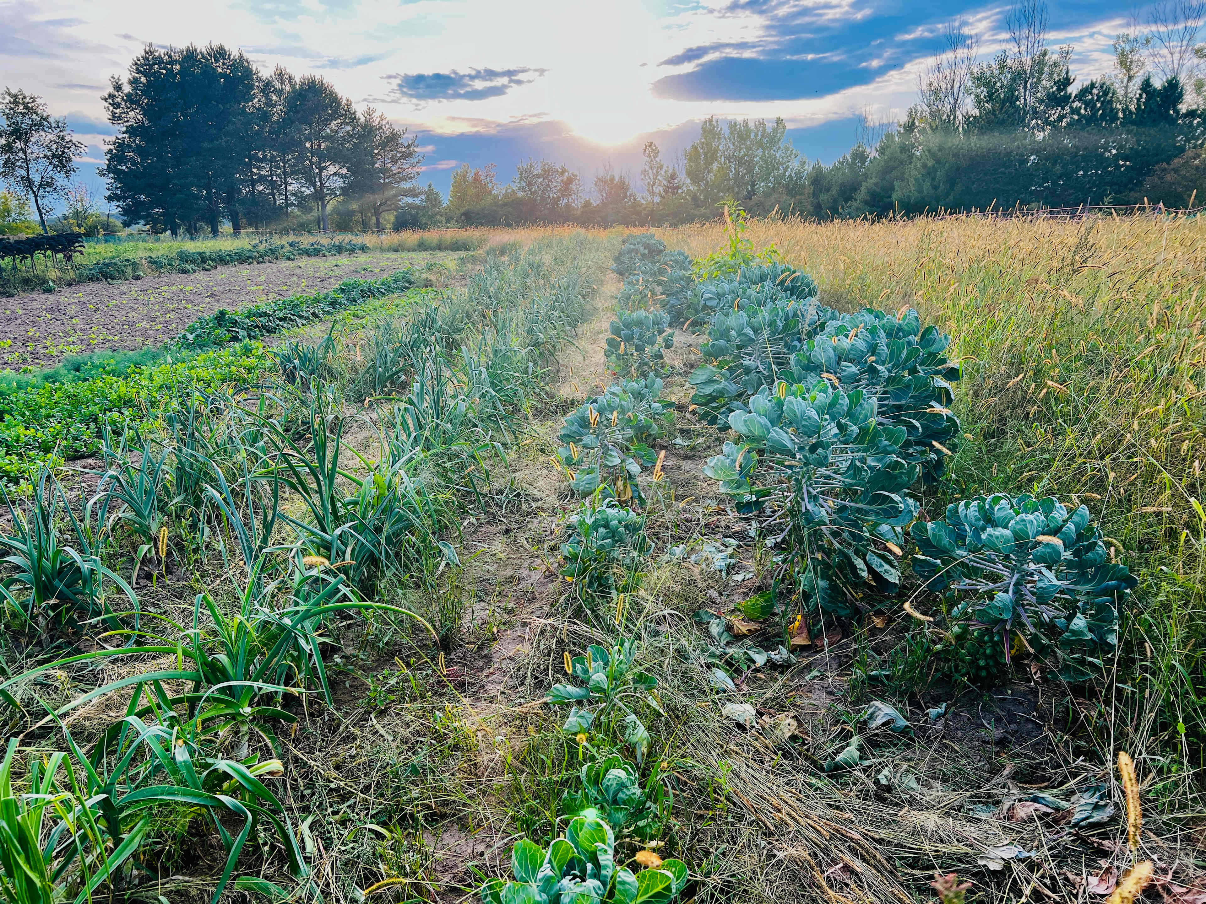 Honeyberry Minnesota working farm
