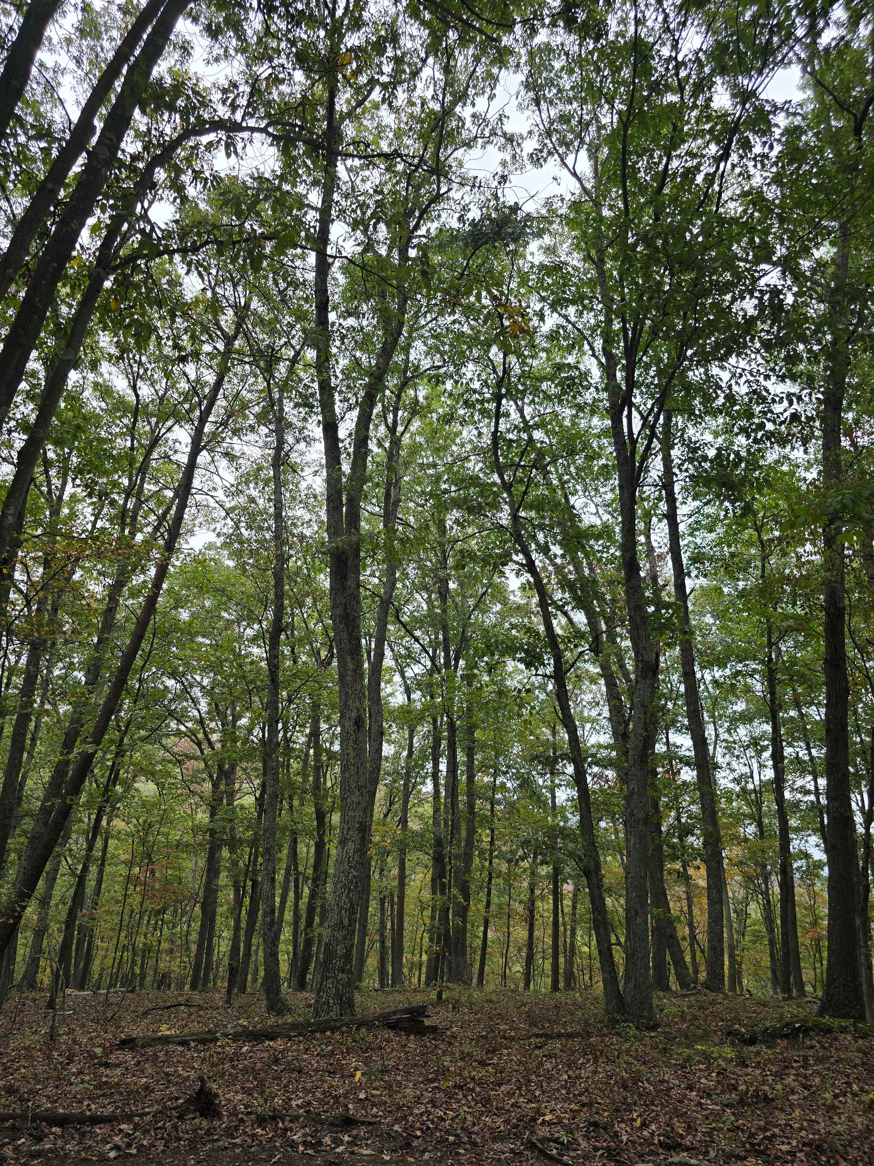 Blase ‘n Love Forest