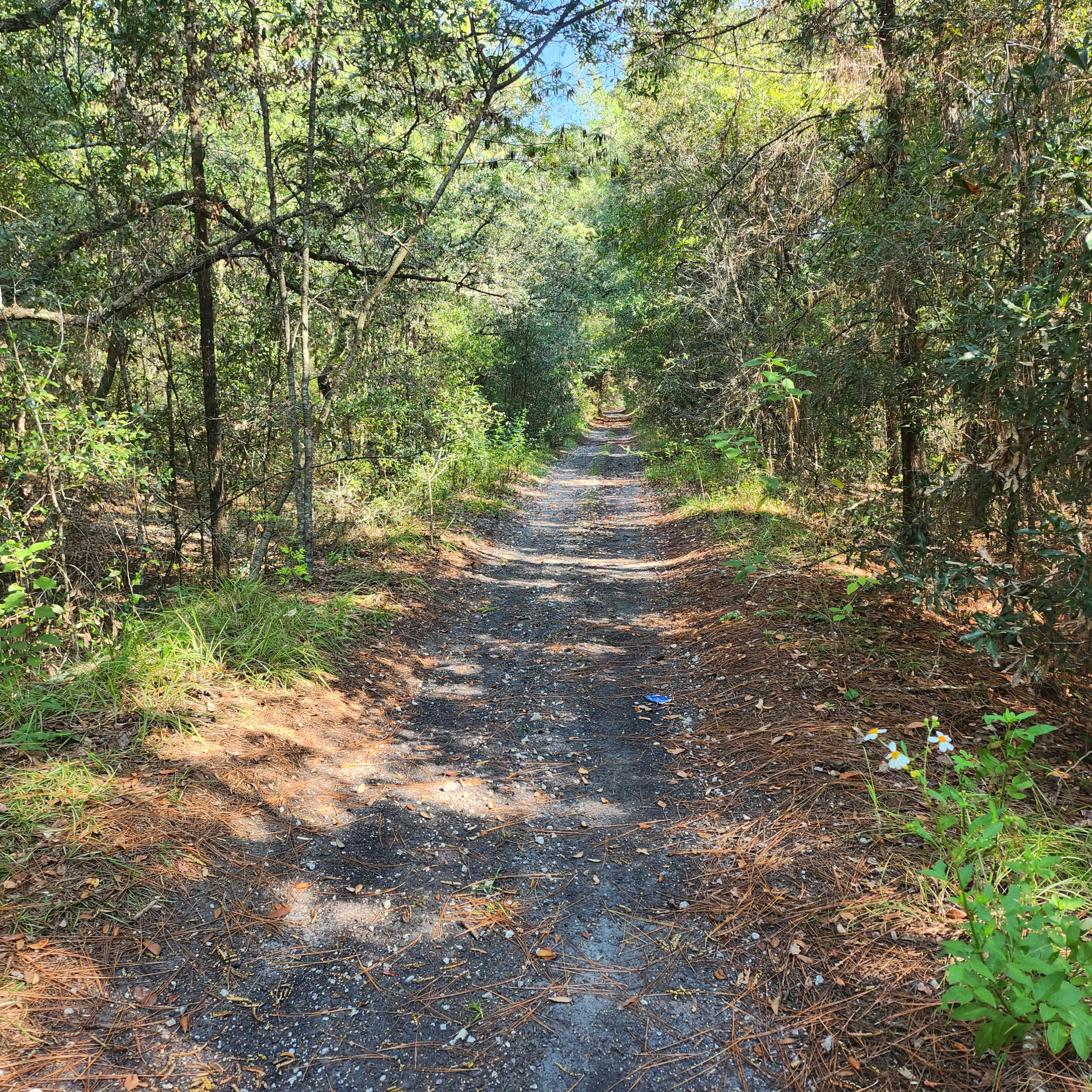 Walking trail in back