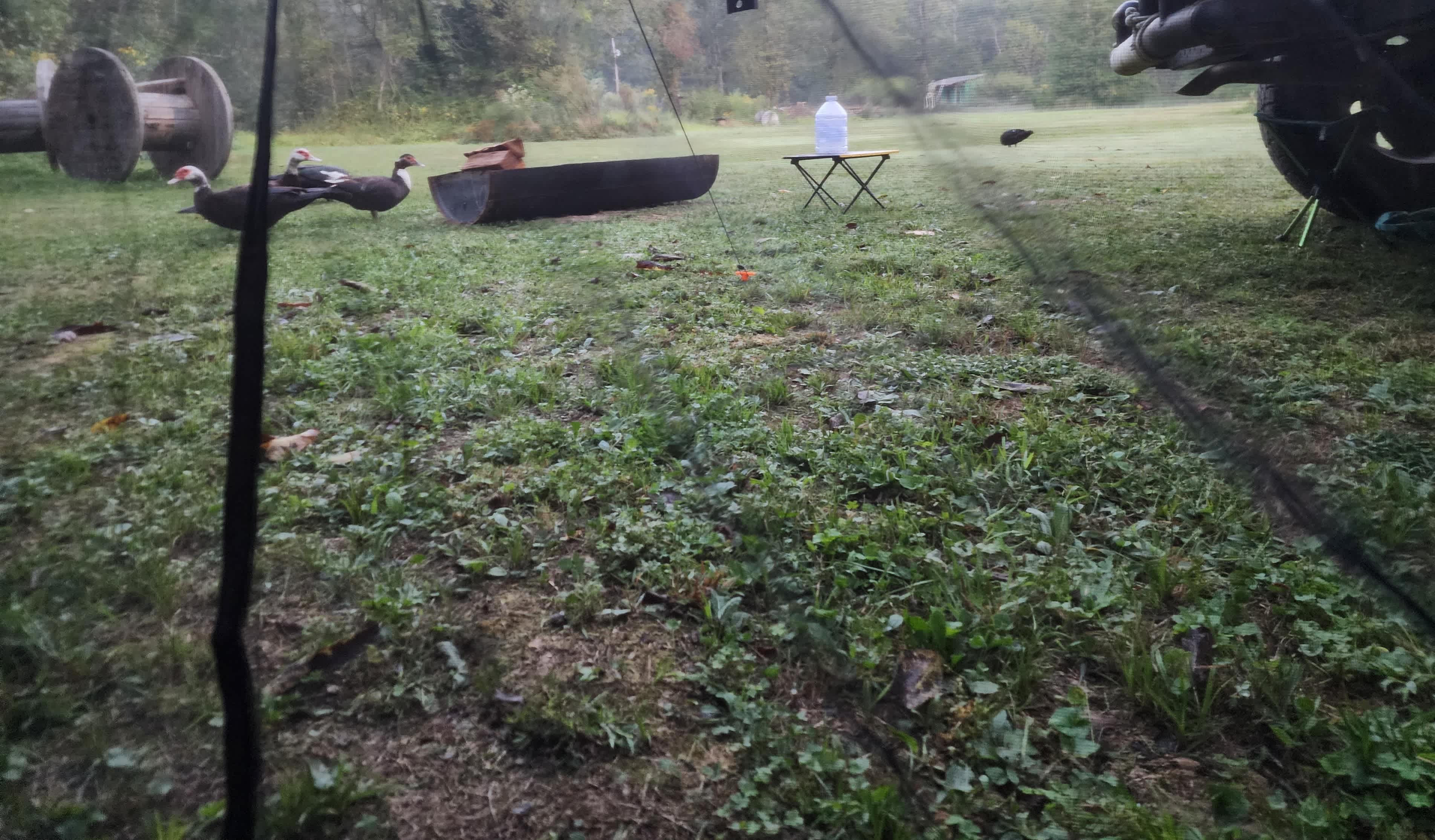 Morning waking up to ducks foraging