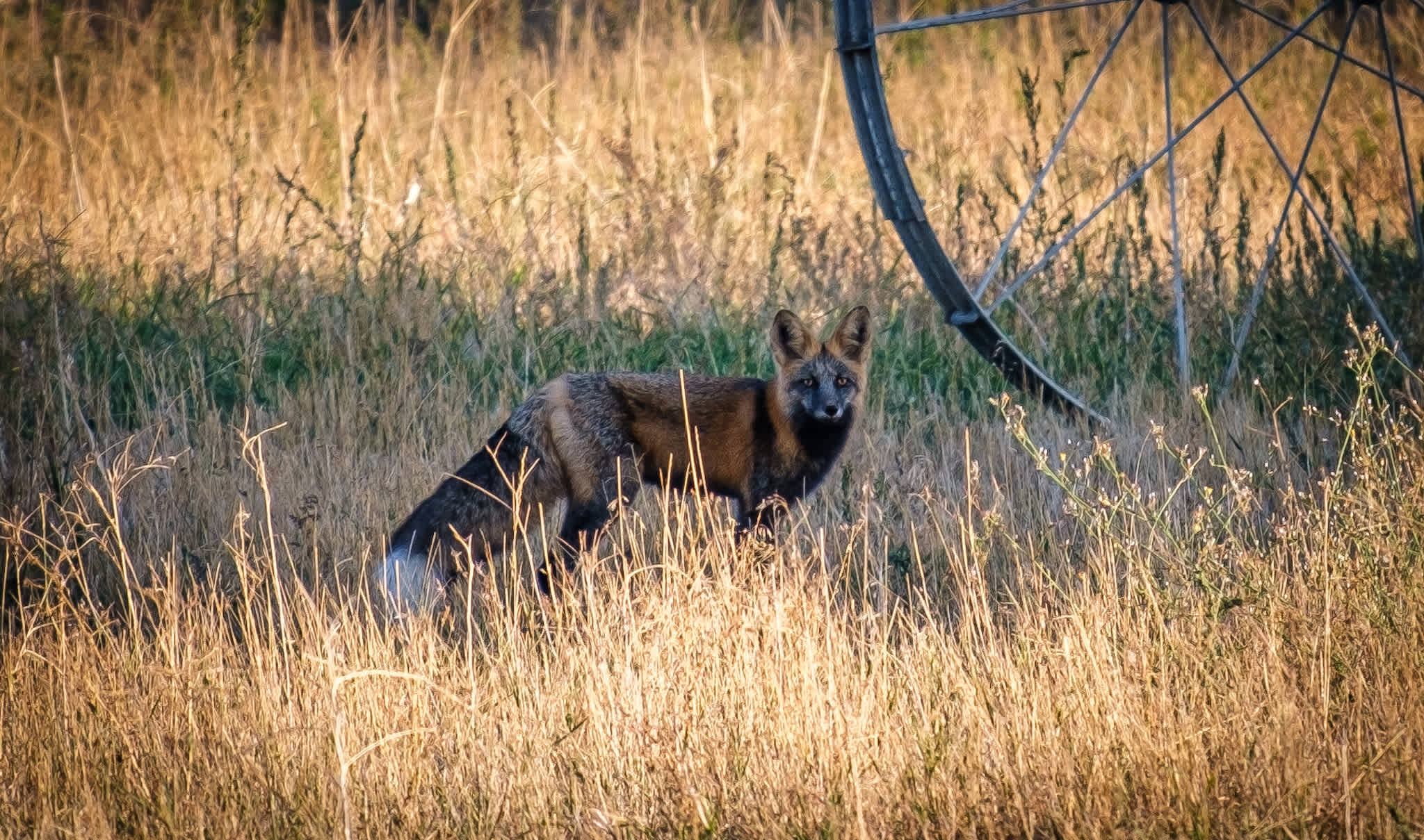 Drinkers Of The Wind Farm