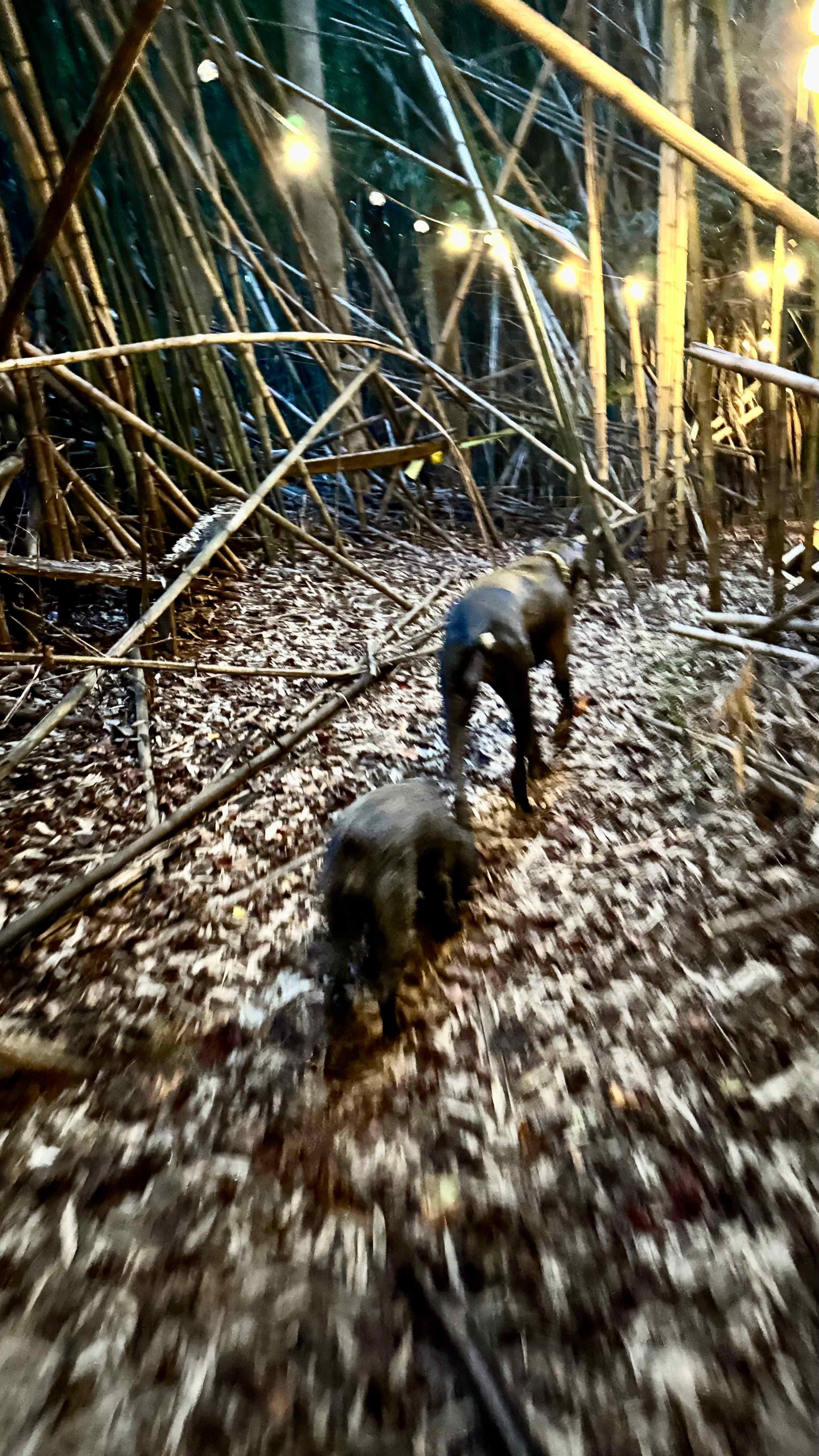 Mountain Adventure Outfitters