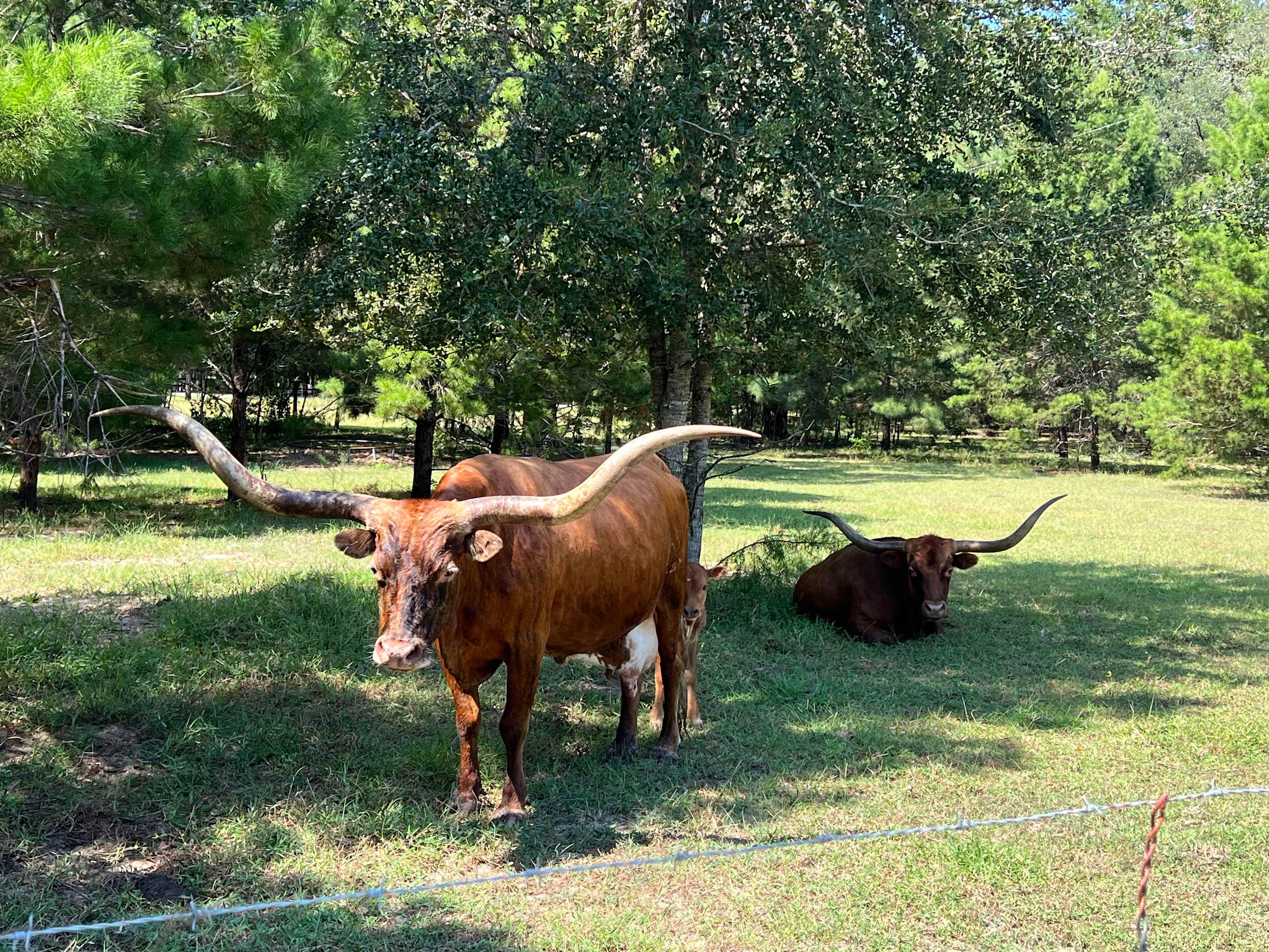 Look close, you can see the baby. 