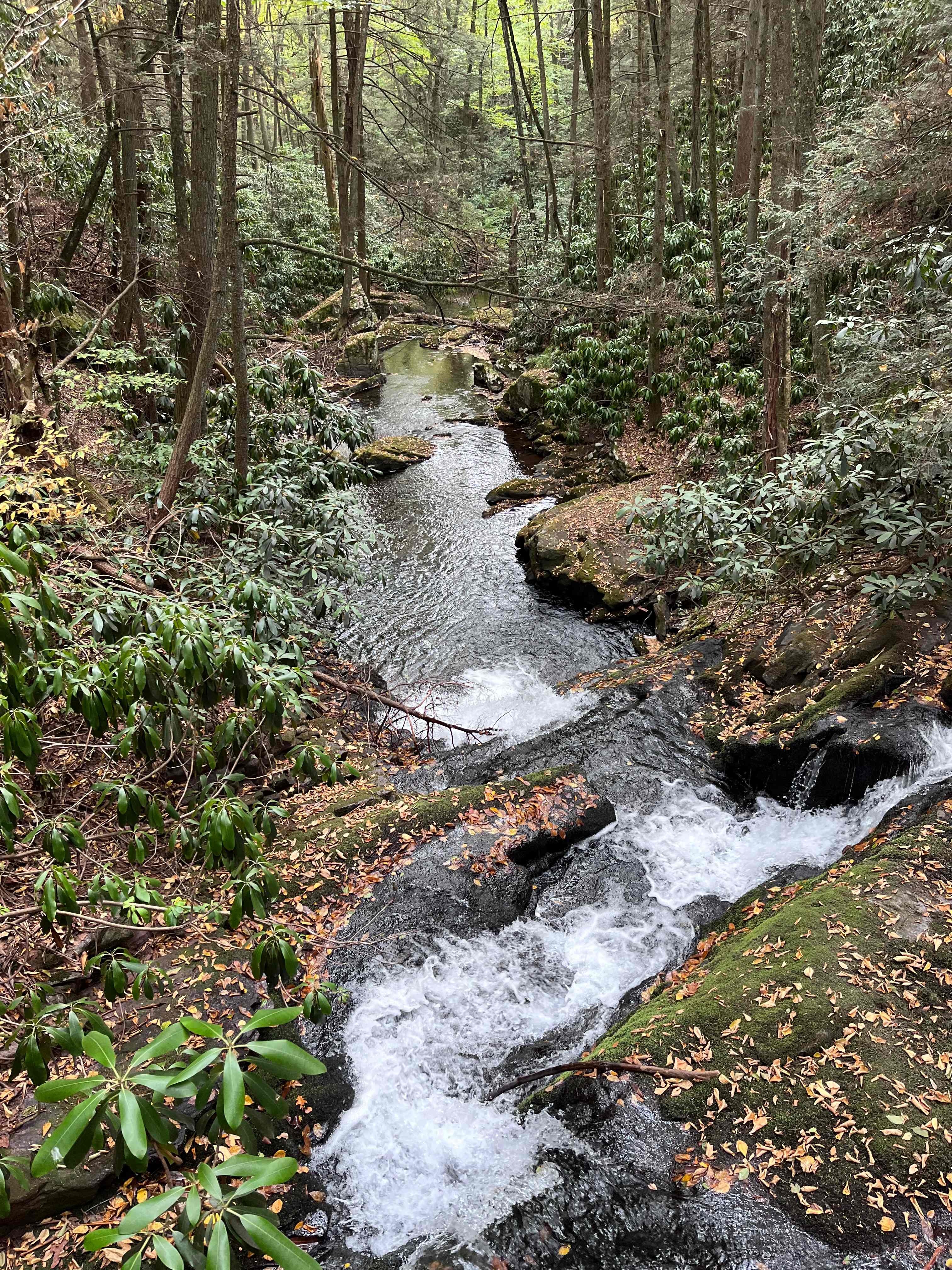 Camp Dietrich on Bear Creek
