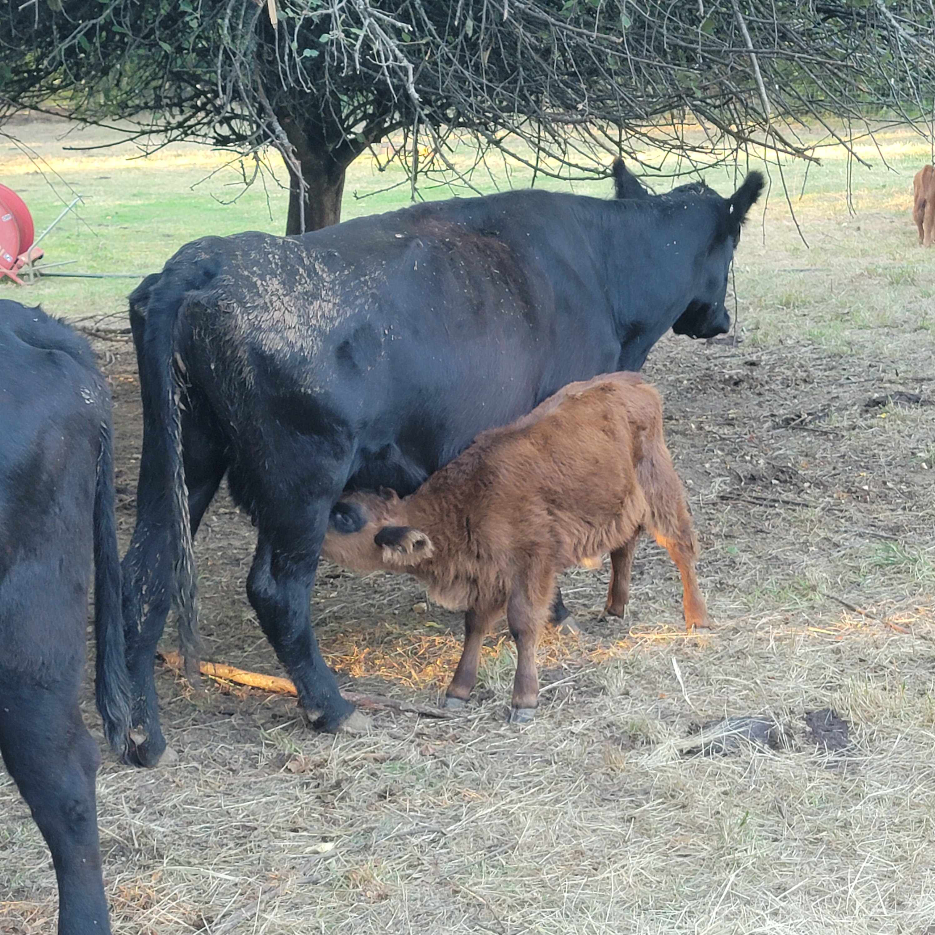 Working ranch with friendly cattle near by