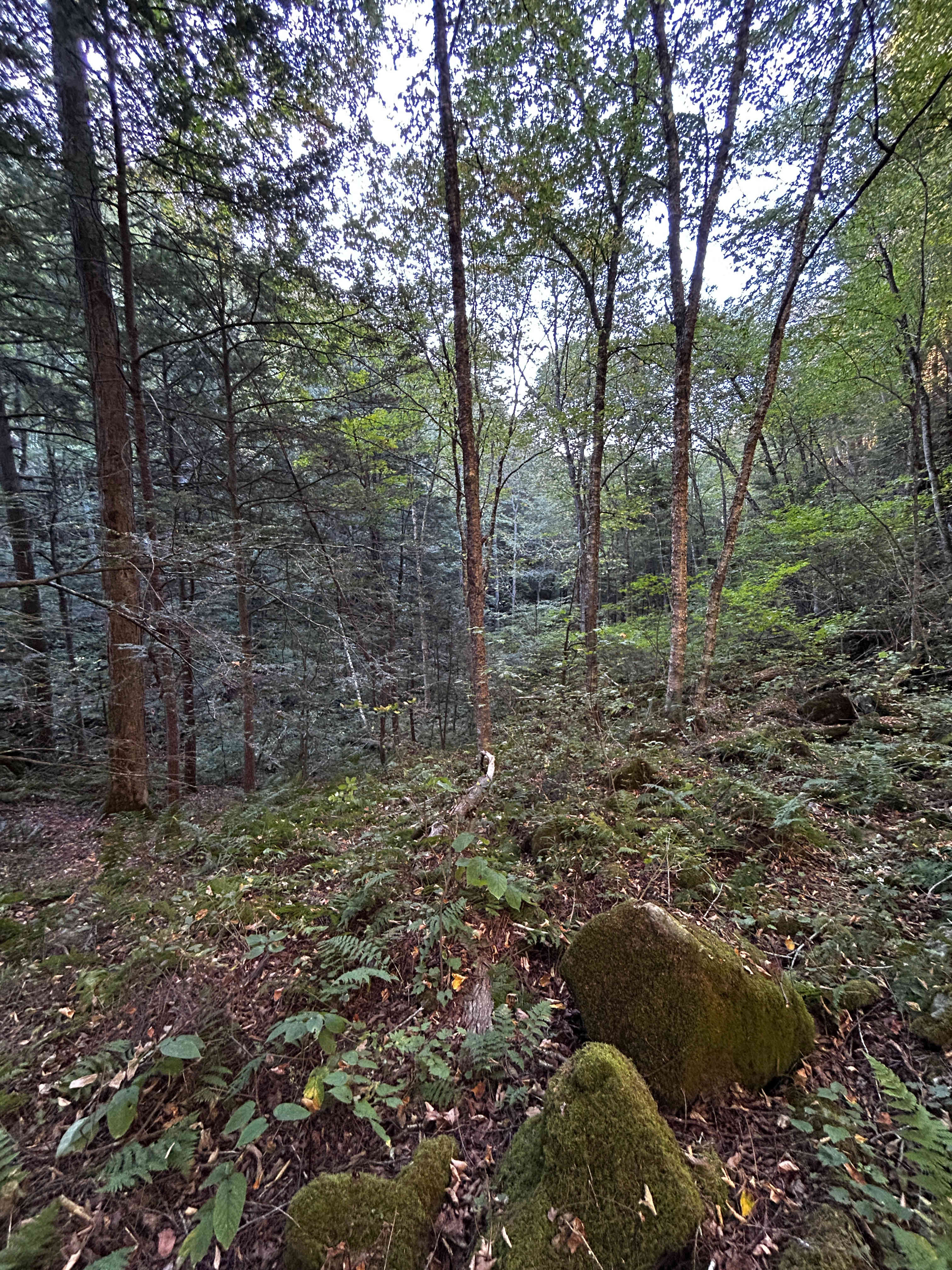Wilderness Pond Cabin :Off-the-grid