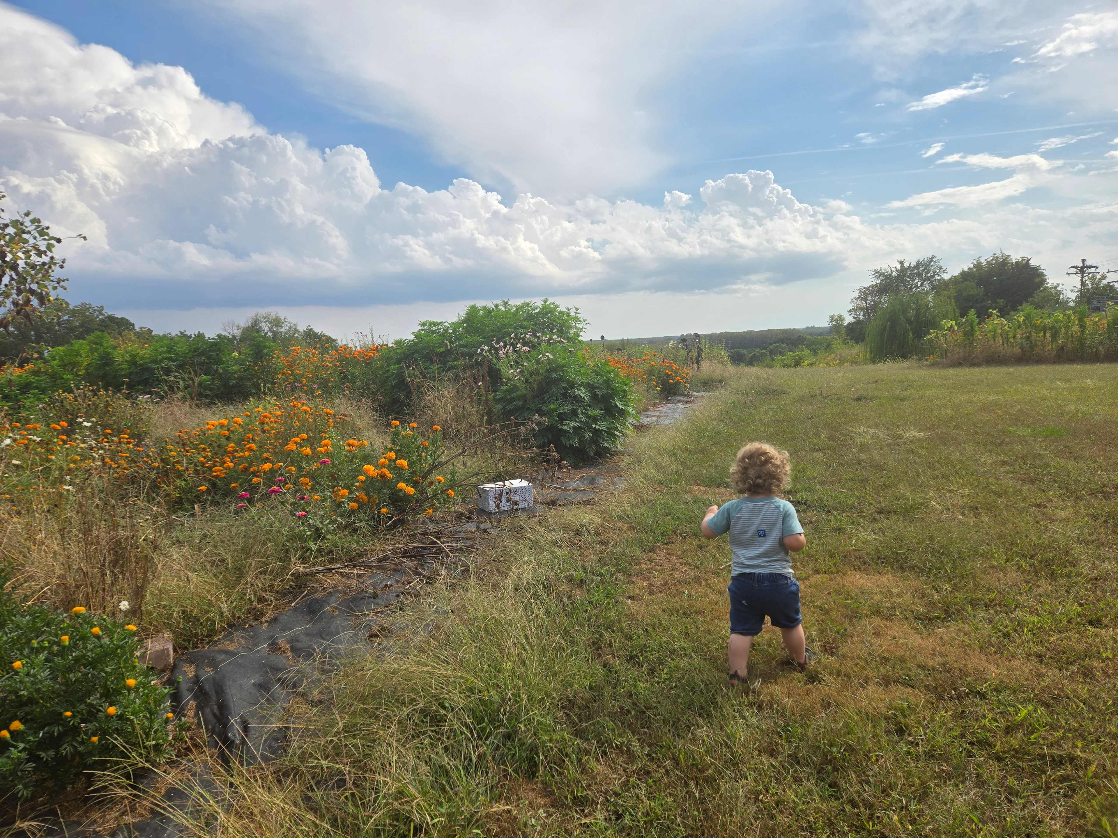 Black Sheep Flower Farm
