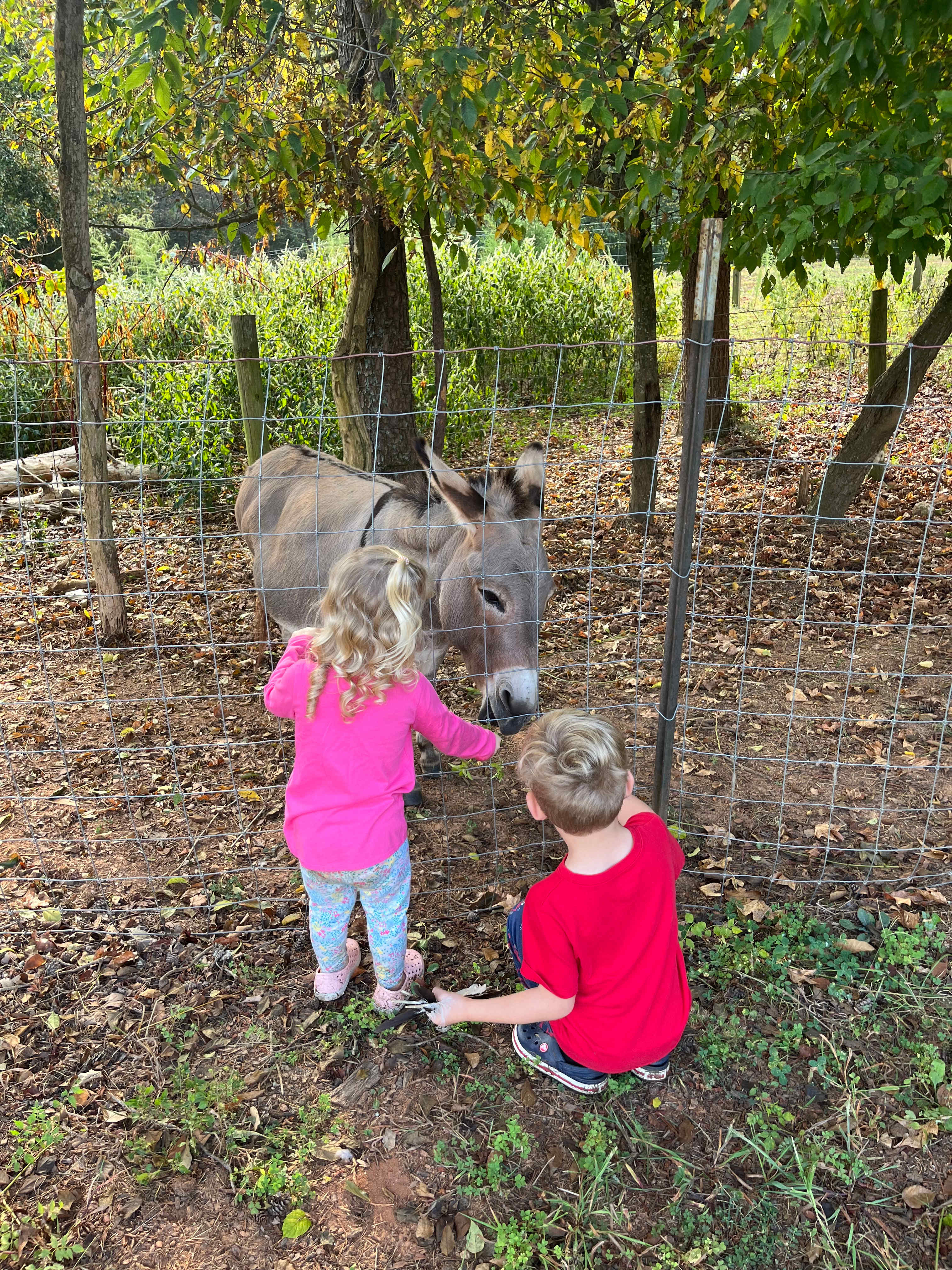 The Oasis at Harmon Creek Farms
