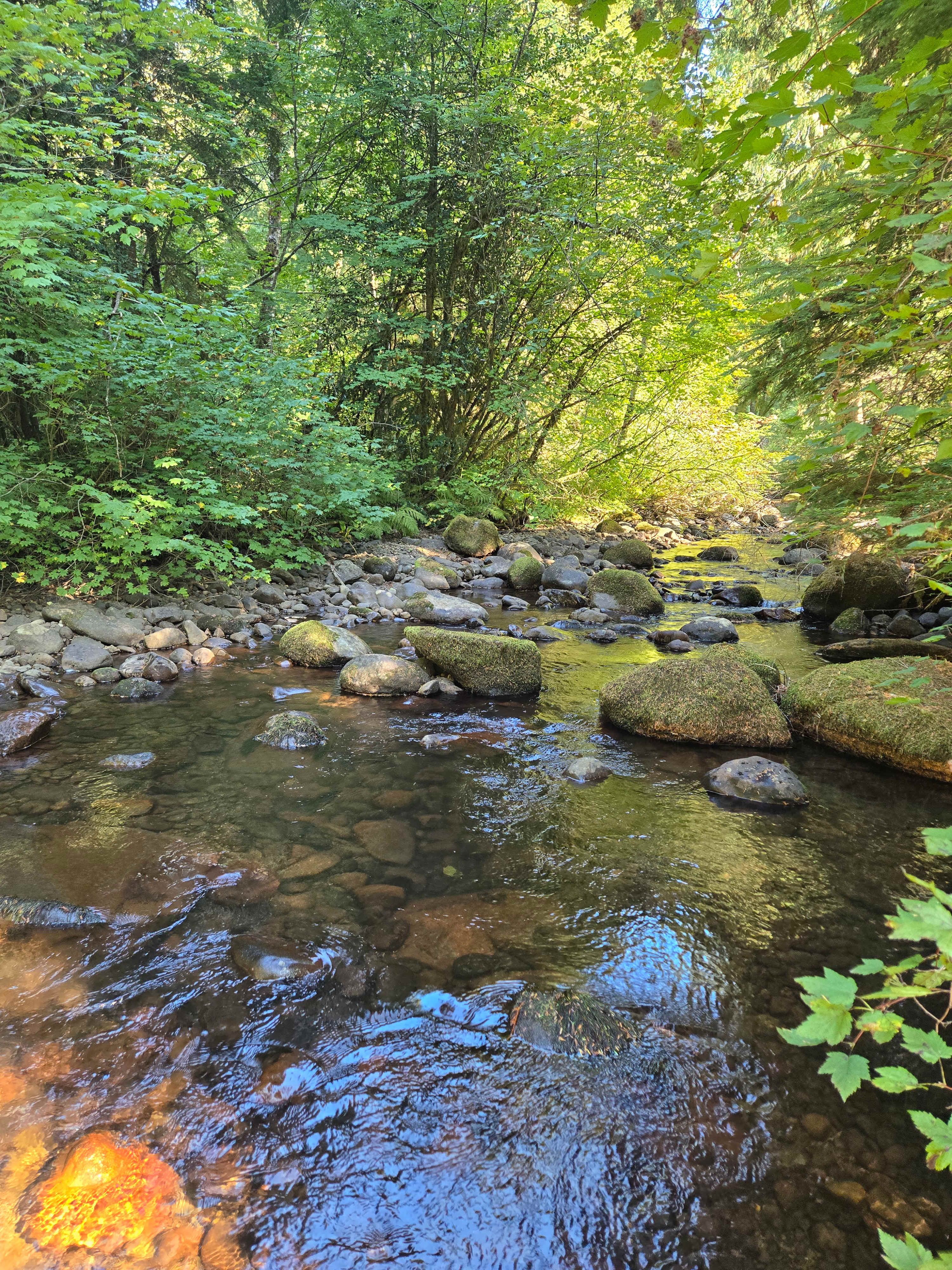 Right off the Turkey Tail camp site