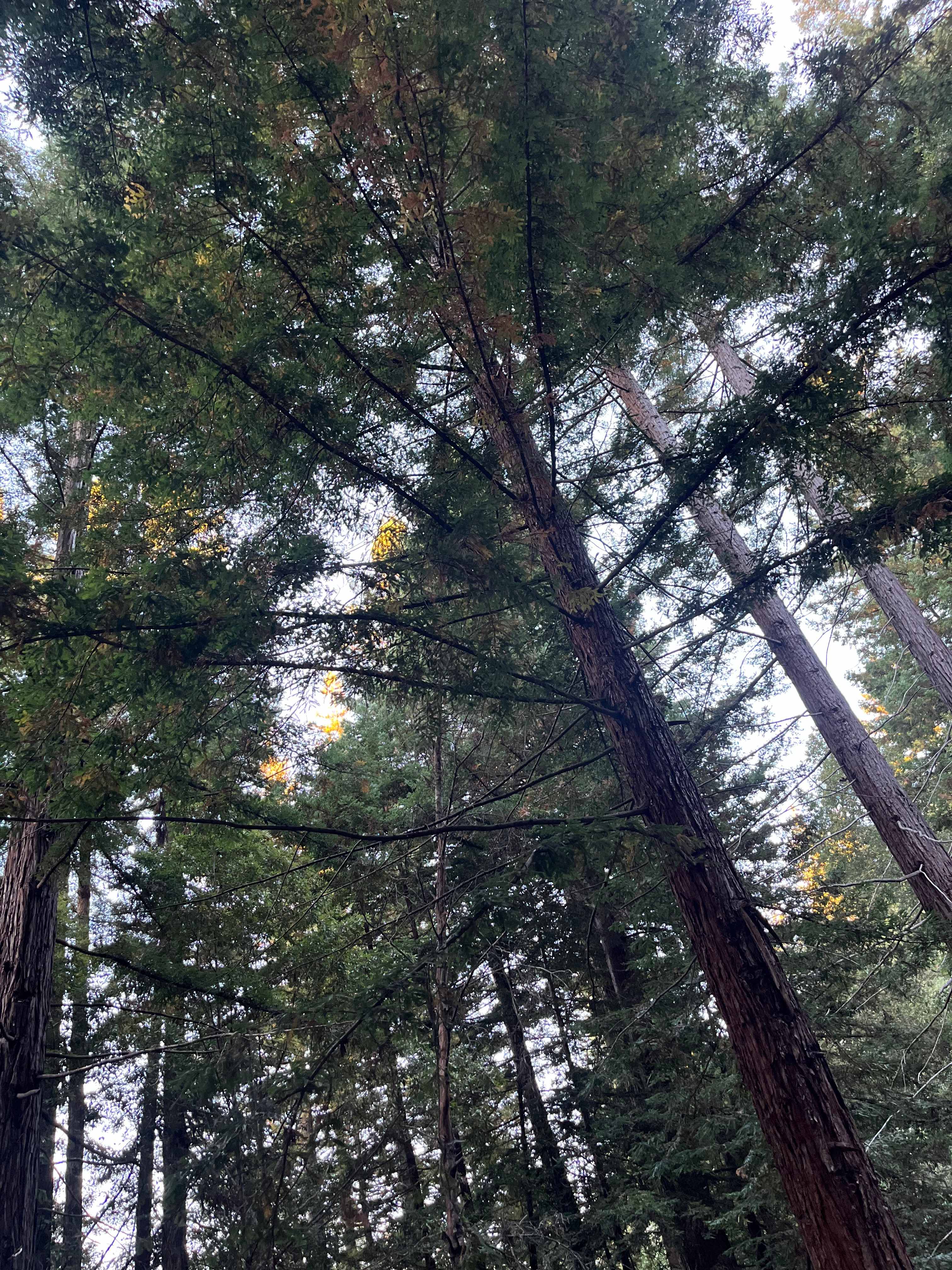 Redwood Paradise