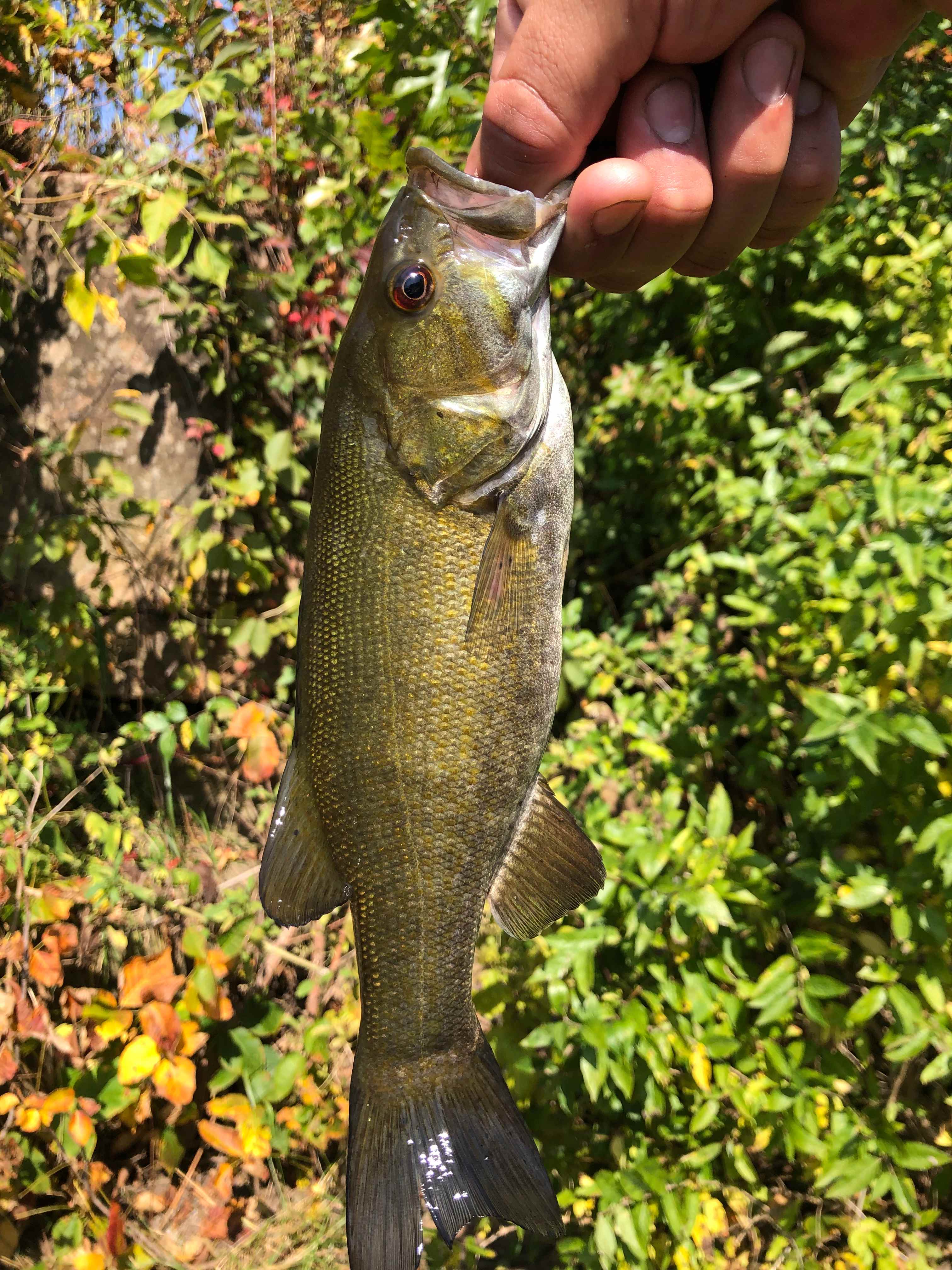 Small Mouth Bass