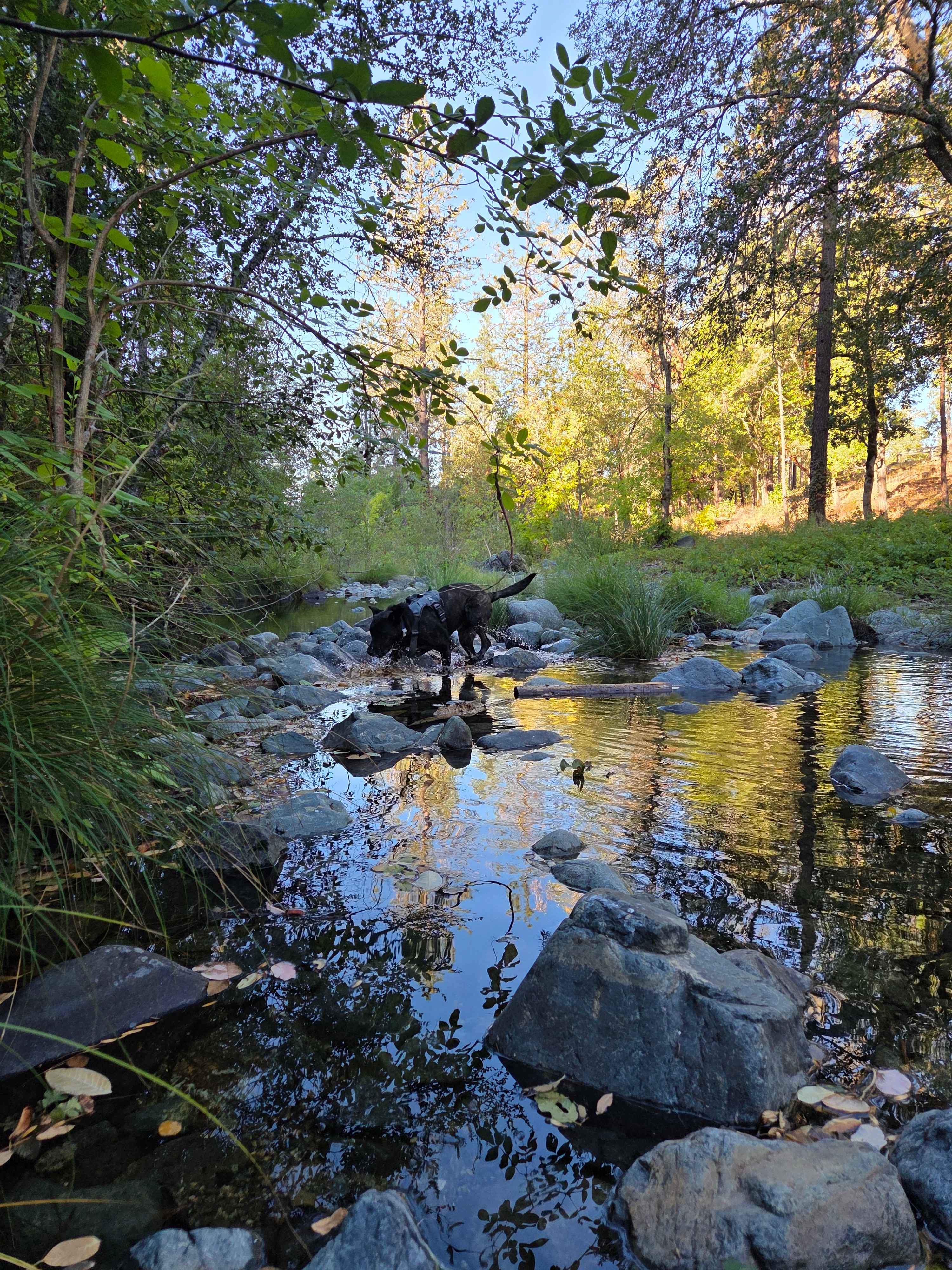 Forested creekside campsite