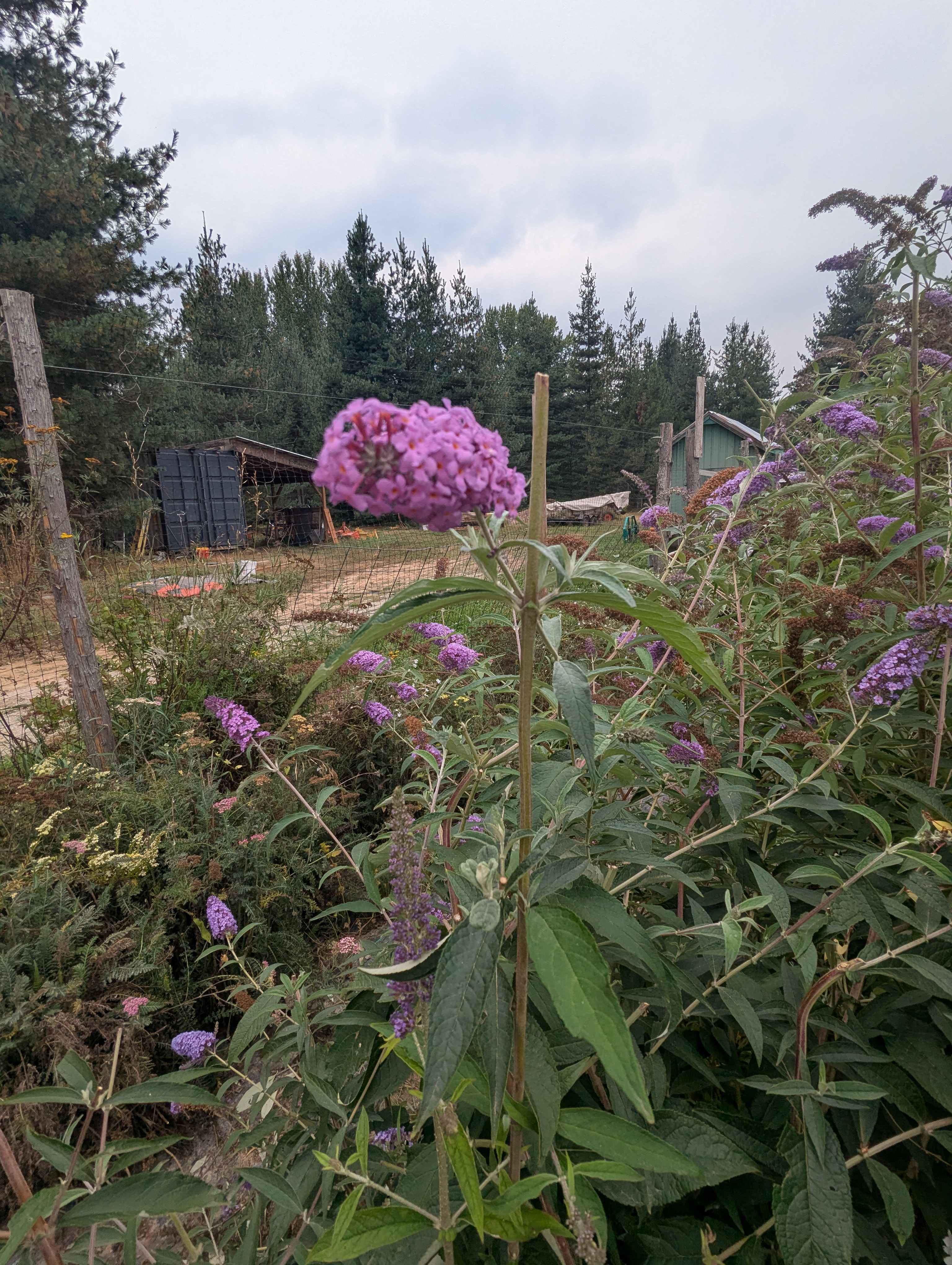 Grumpy Chicken Farm Camp