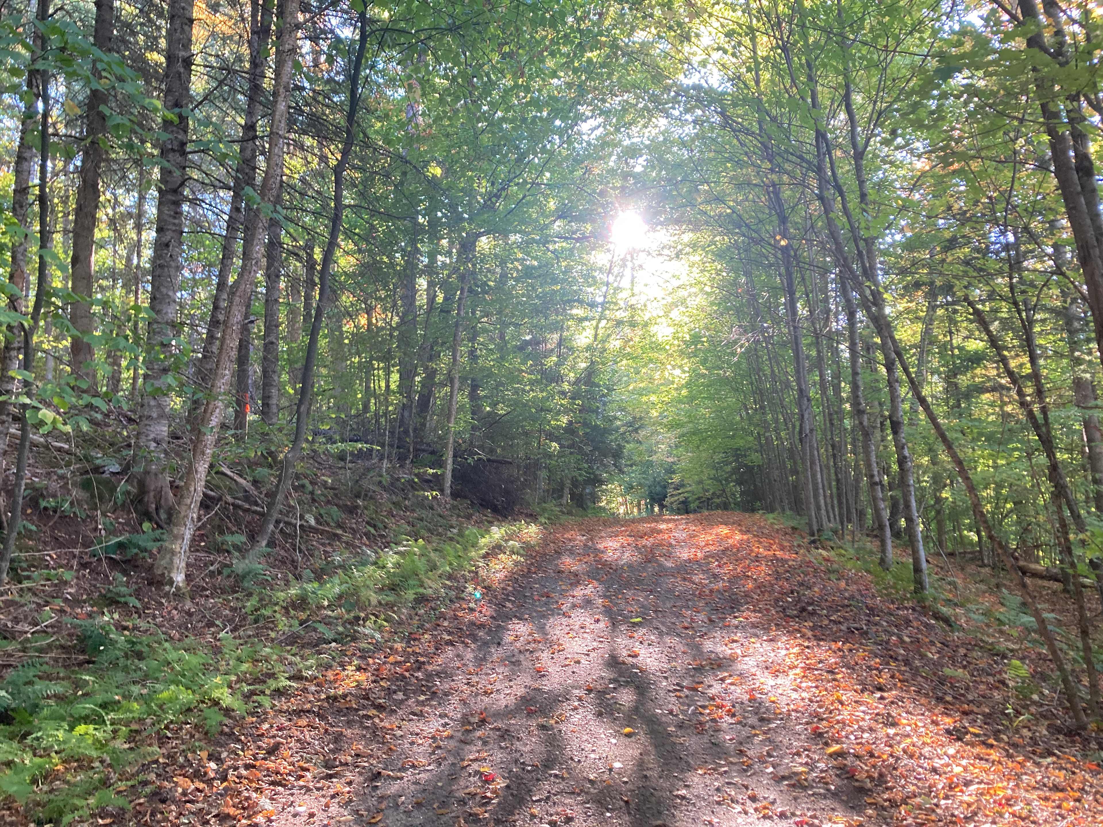 Rustic but minutes from Saranac. 