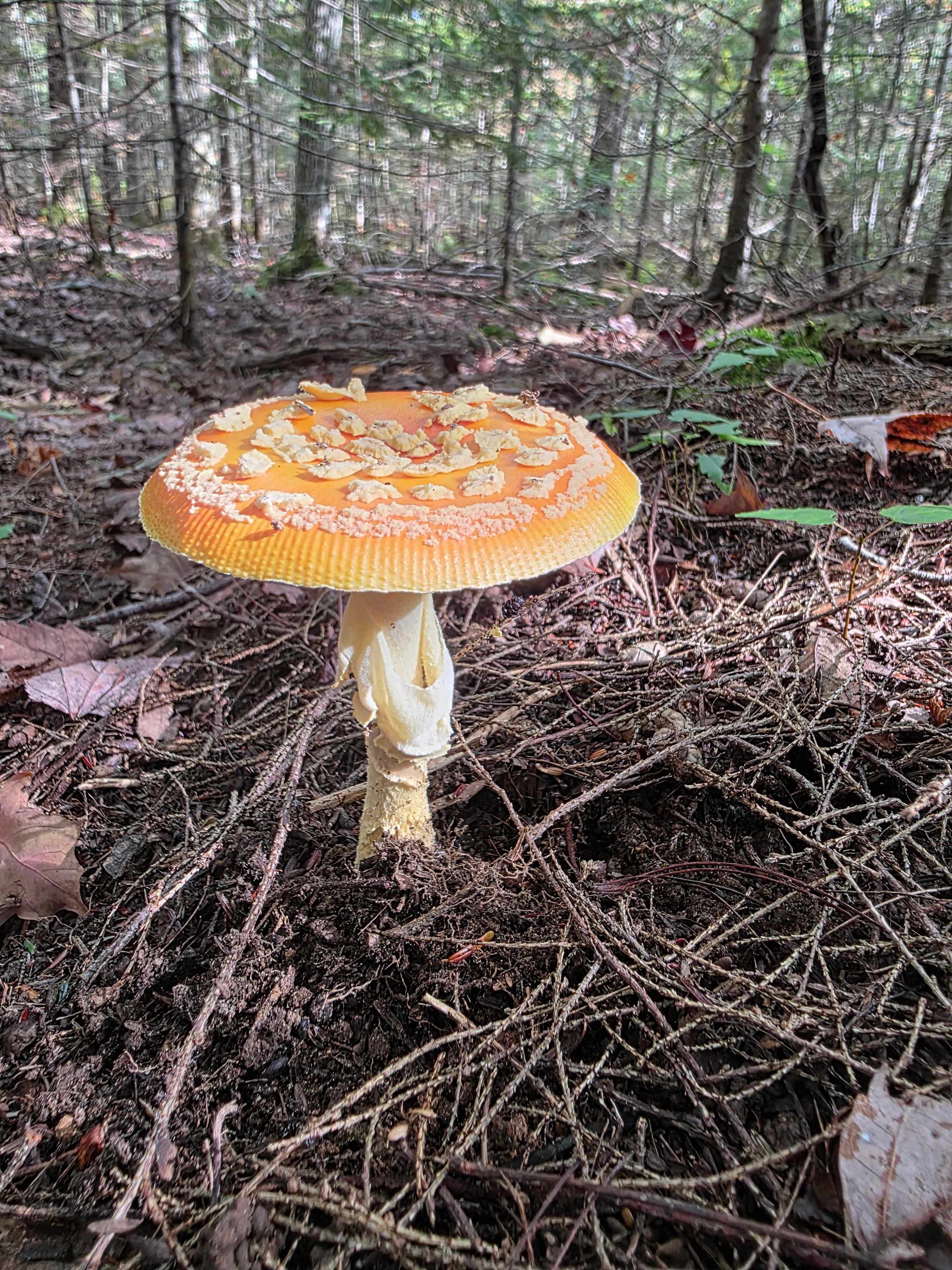 Wilderness Haven near Marquette Mi