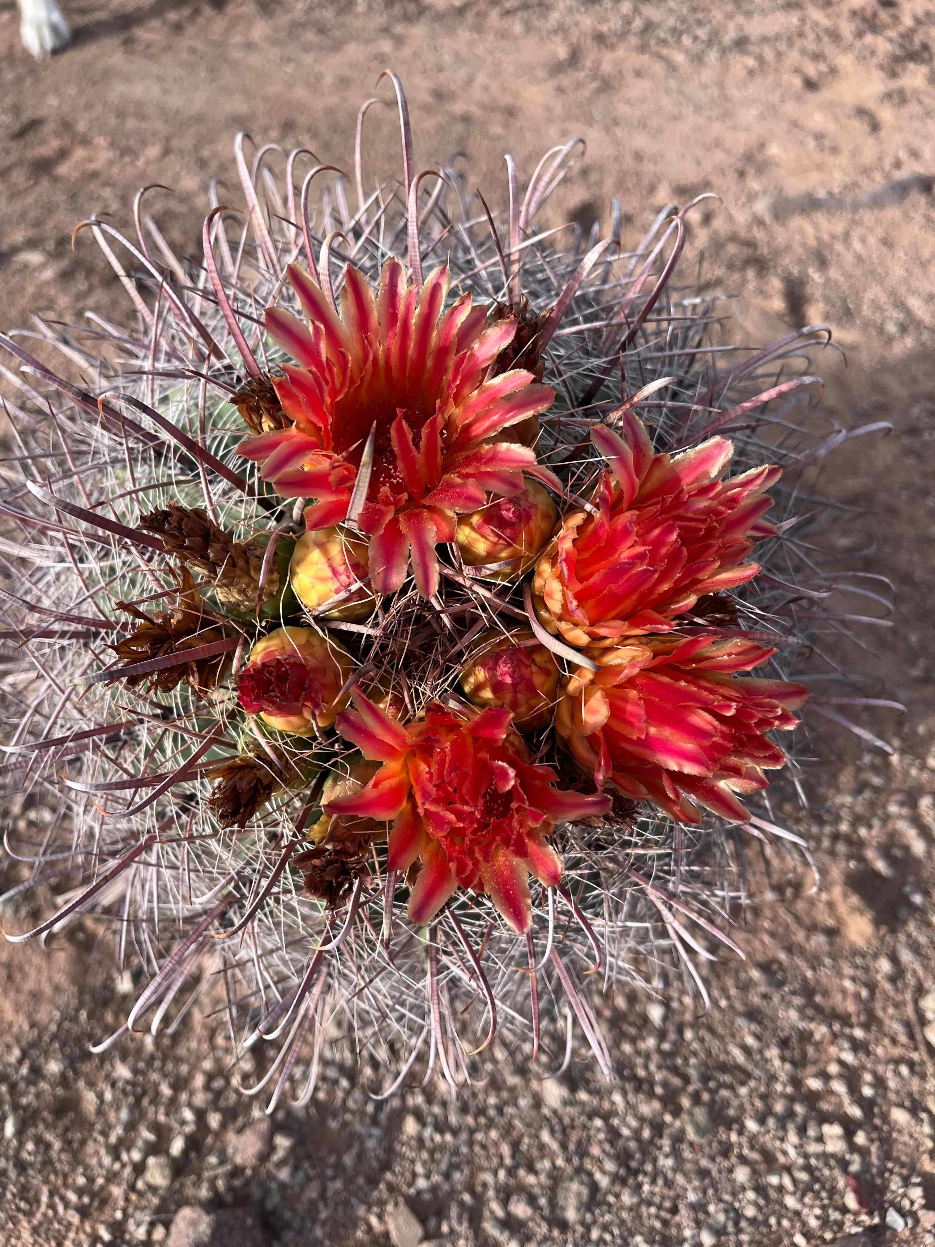 SaguaroGlamp, near Saguaro NP