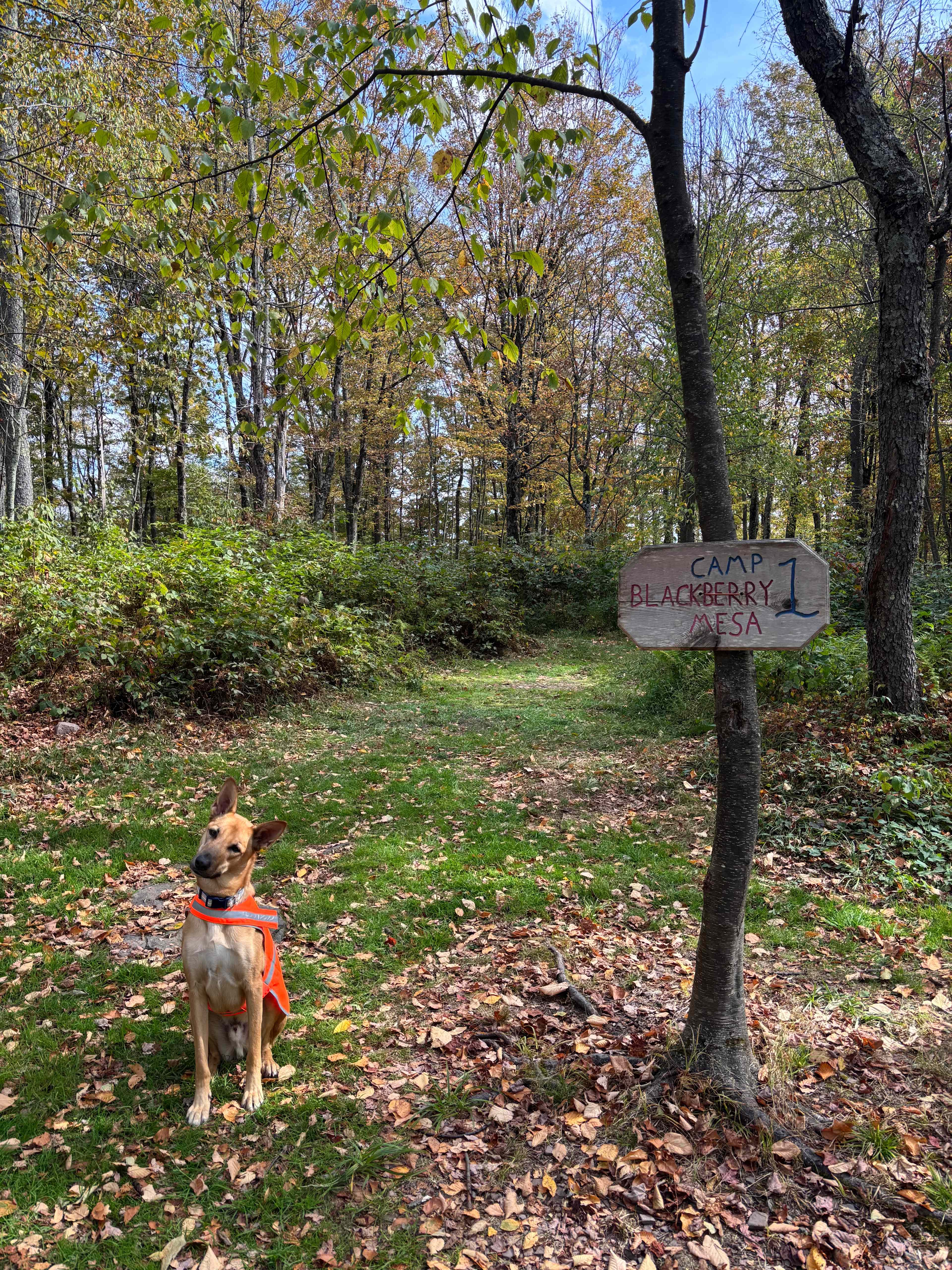 Ranger in front of where we sent up the tent!