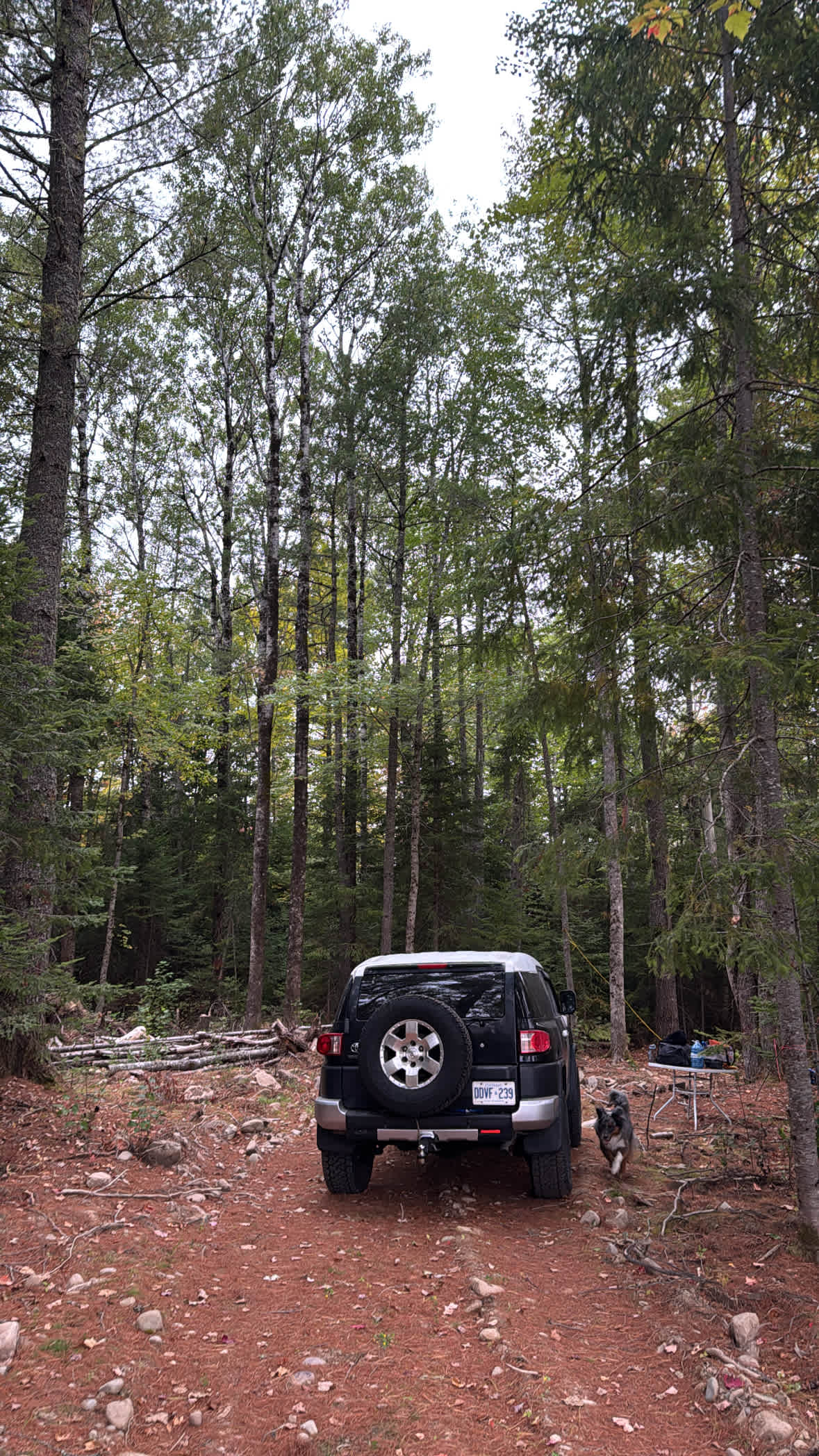 Picture of the site