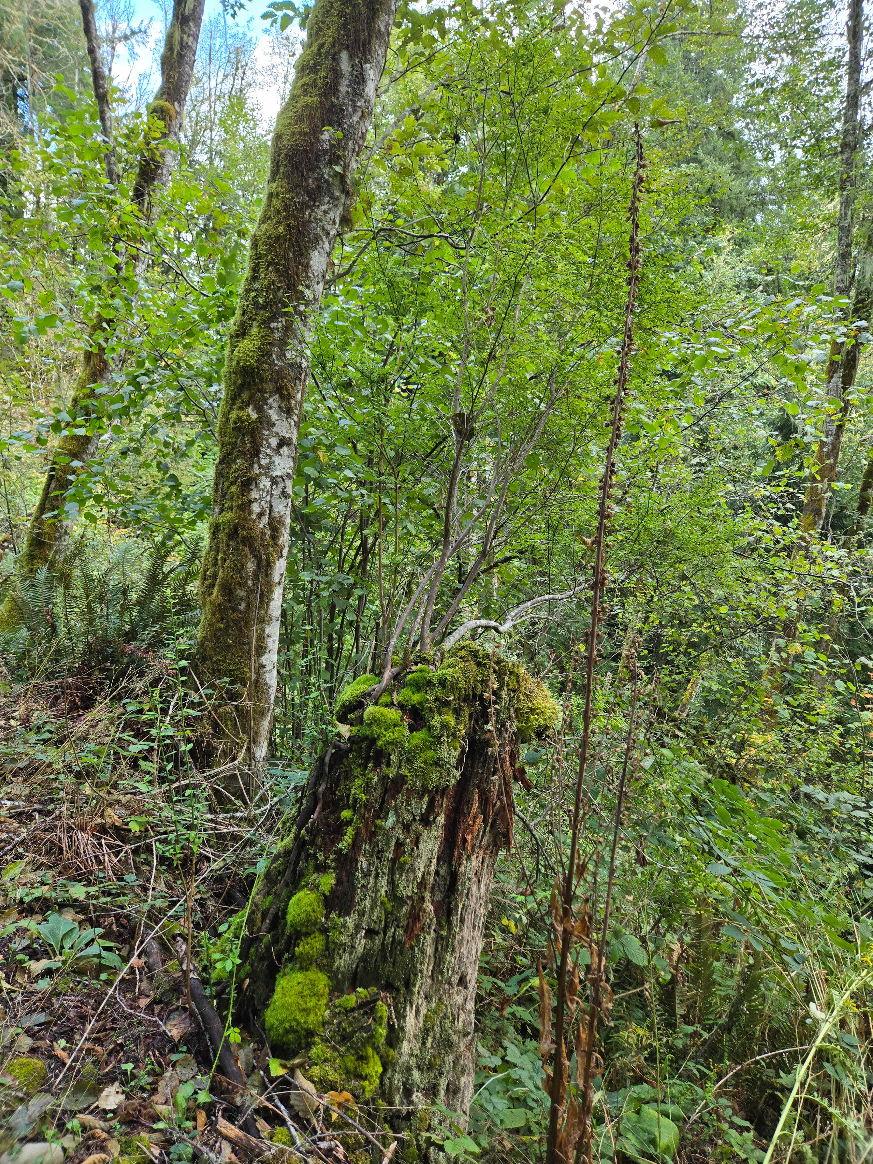 Natural beauty and park like beauty all on the same property. 