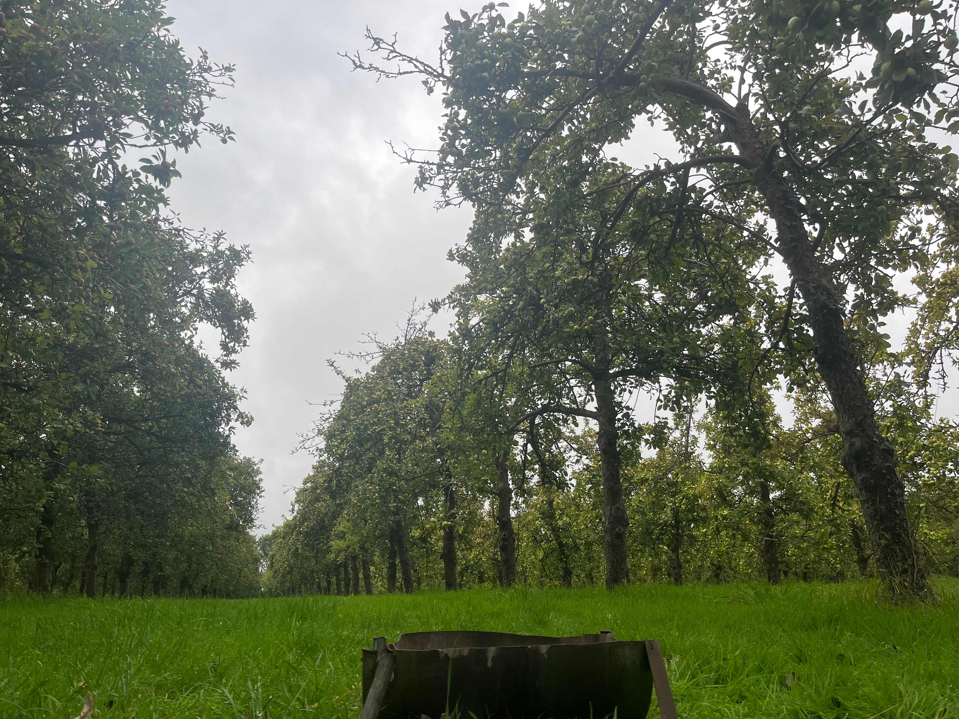 Cider Farm Orchard Campsite