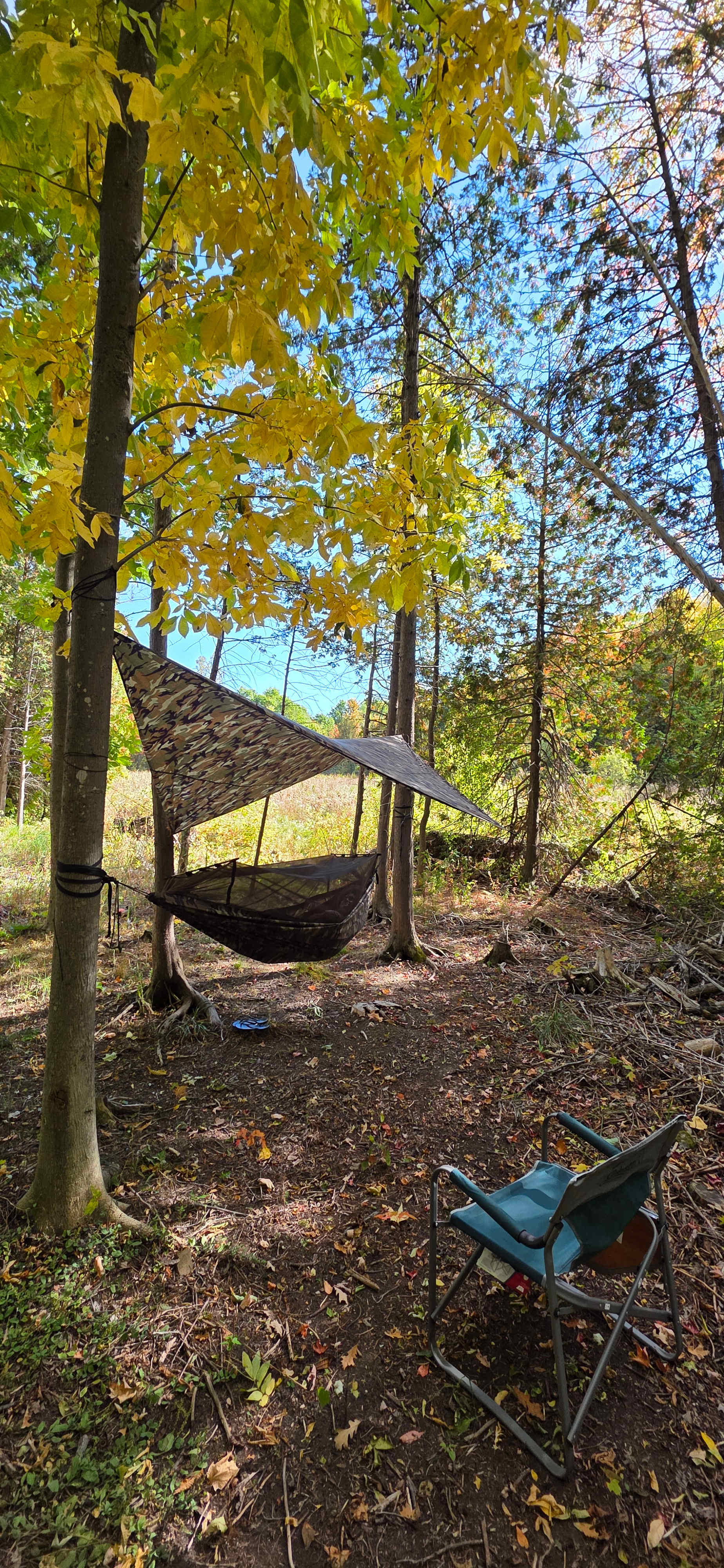 Old-Growth Maple Forest