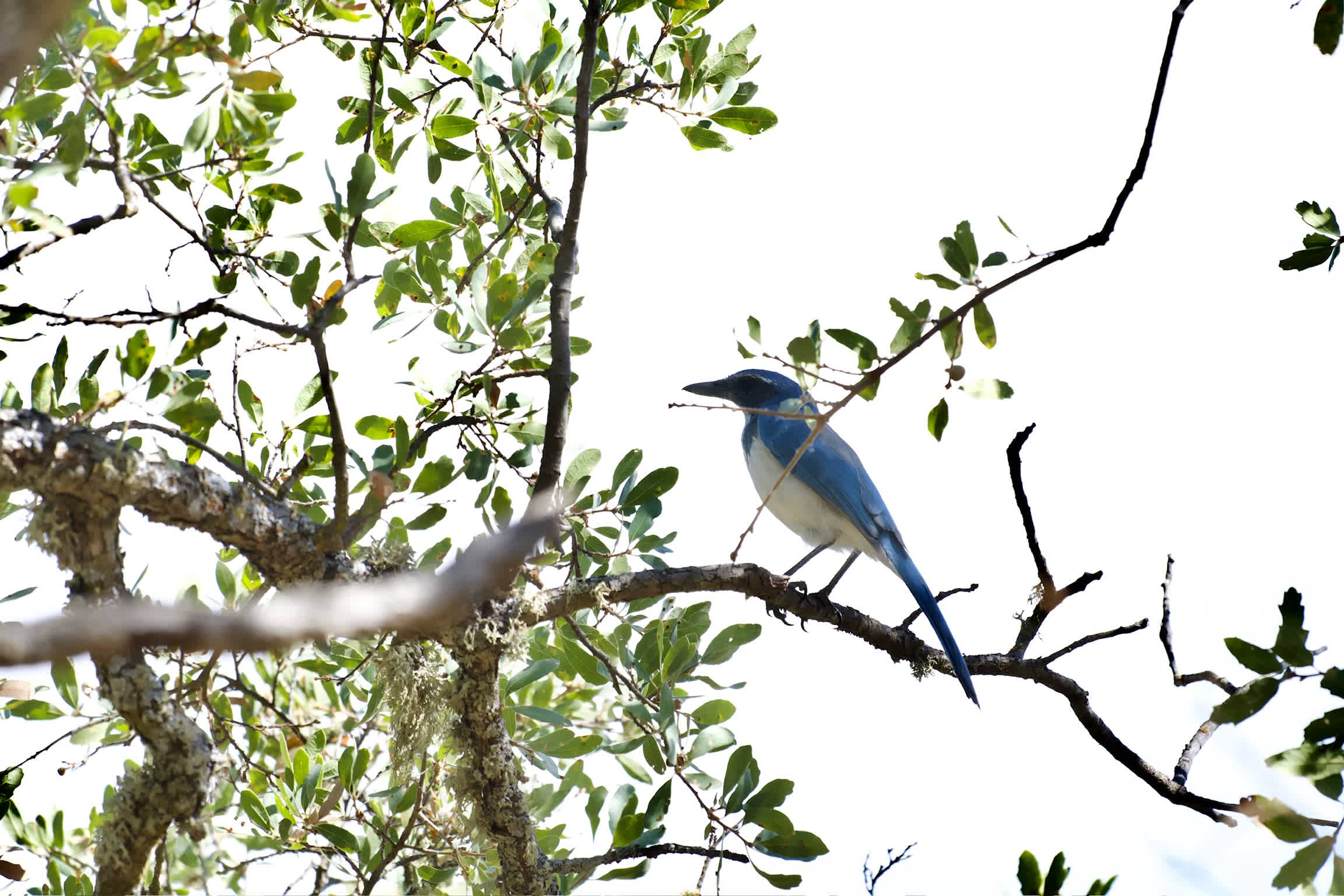 40min to Pinn/Song of the Ancients