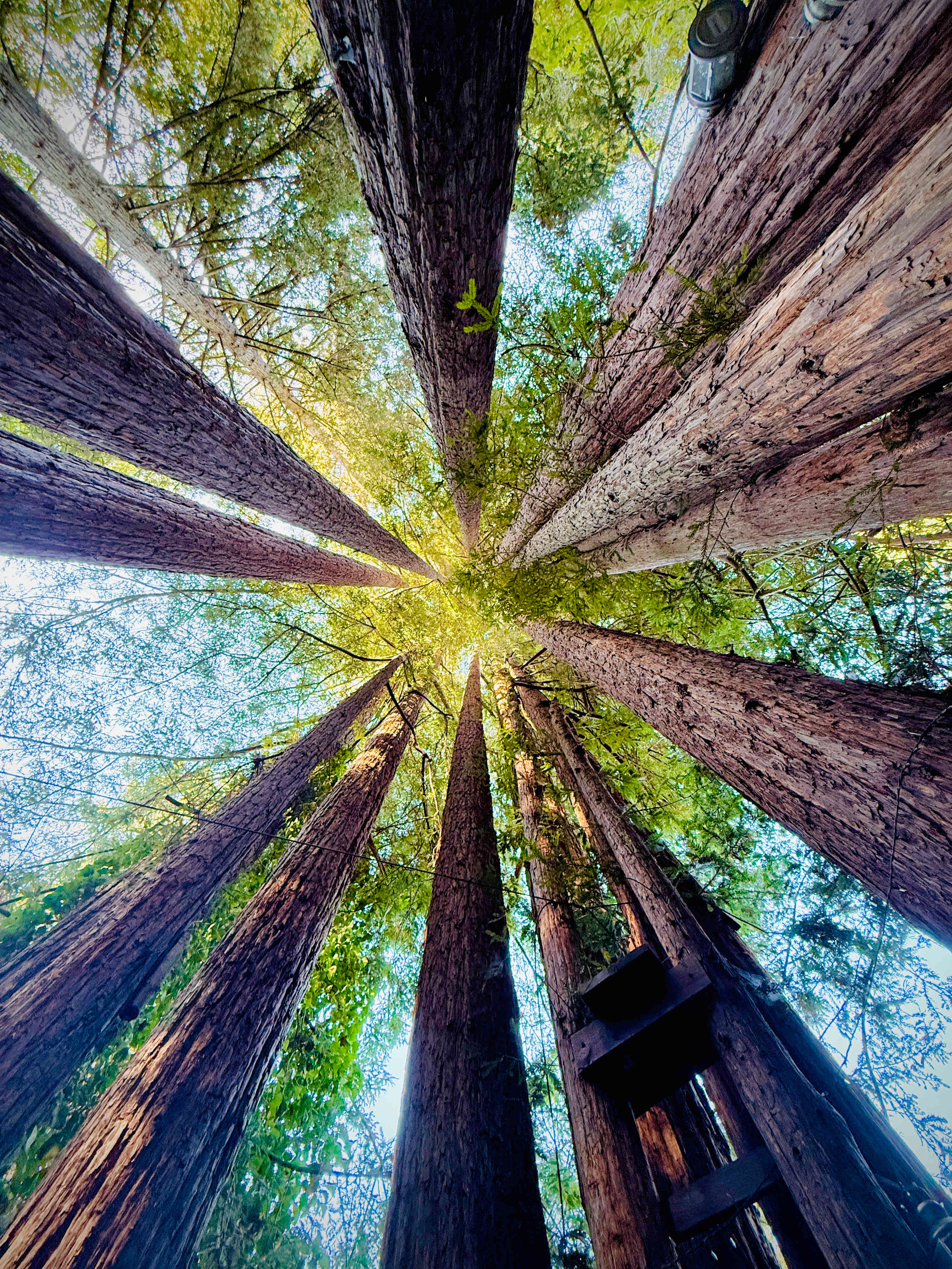 Sleep Up High In A Redwood Tree-net